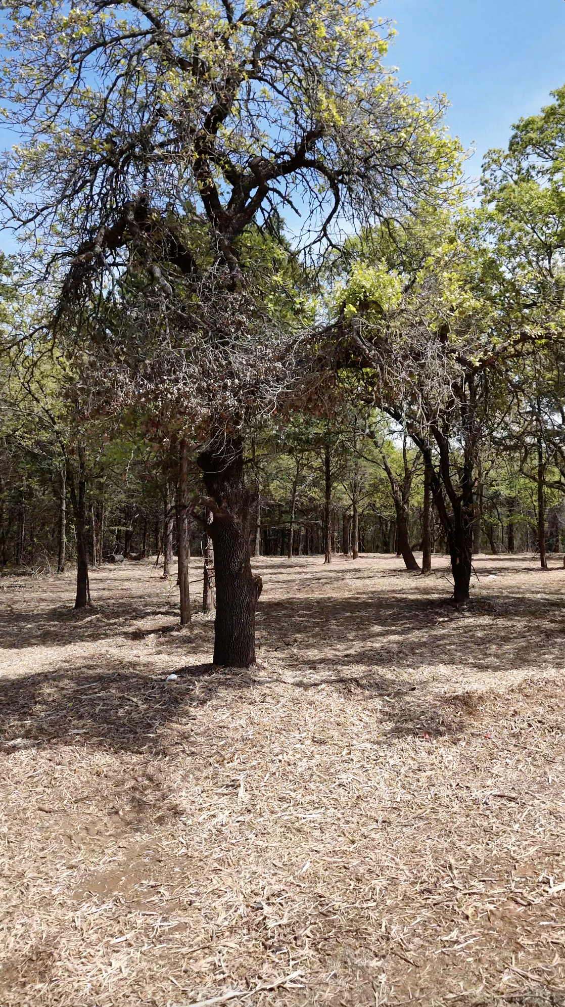 A forest scene with a large, leafless tree in the foreground and other trees in the background under a blue sky.