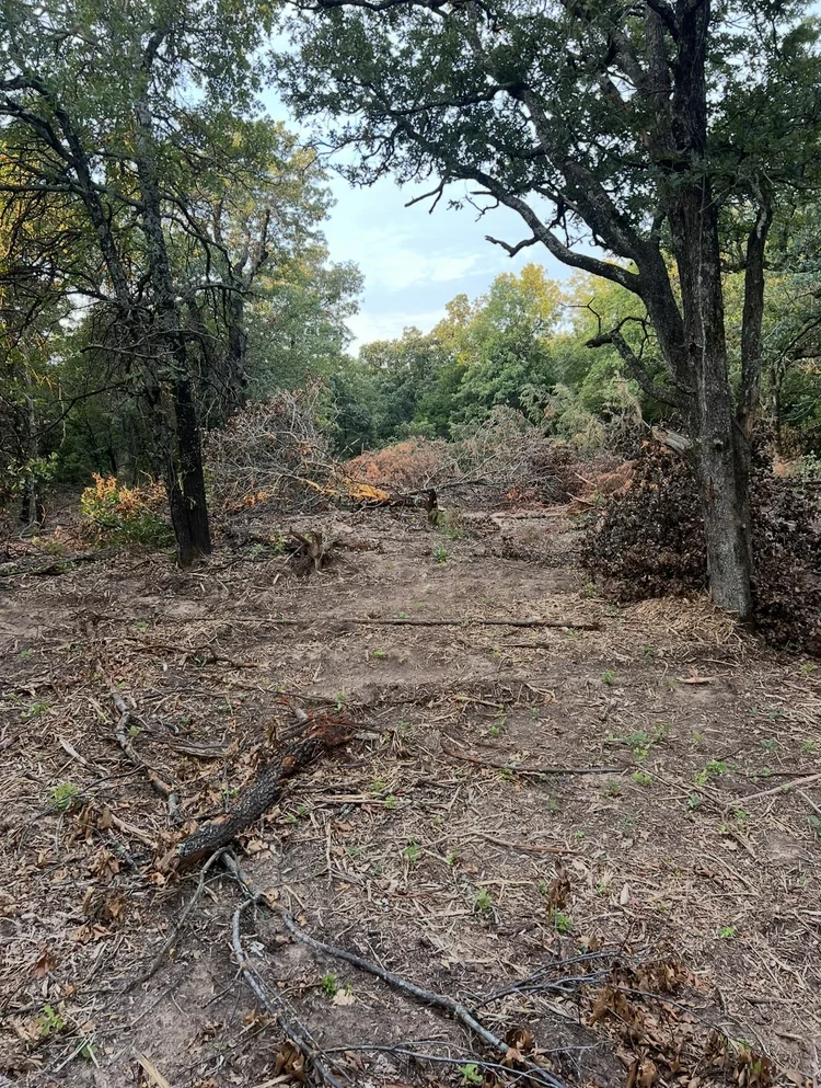 Wooded Oklahoma lot before clearing for home construction
