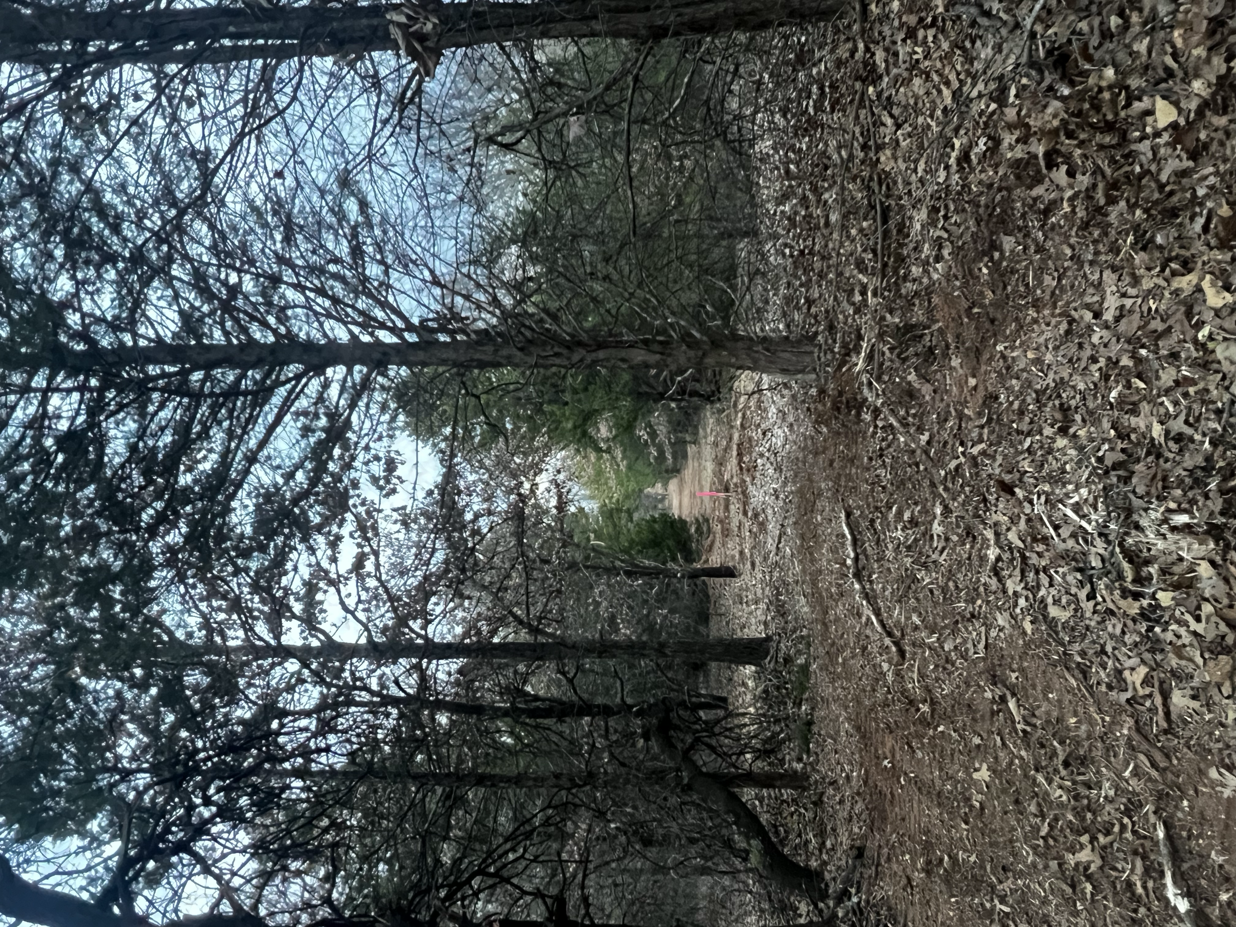 A wooded trail covered with fallen leaves, surrounded by bare trees and some green foliage in the distance.