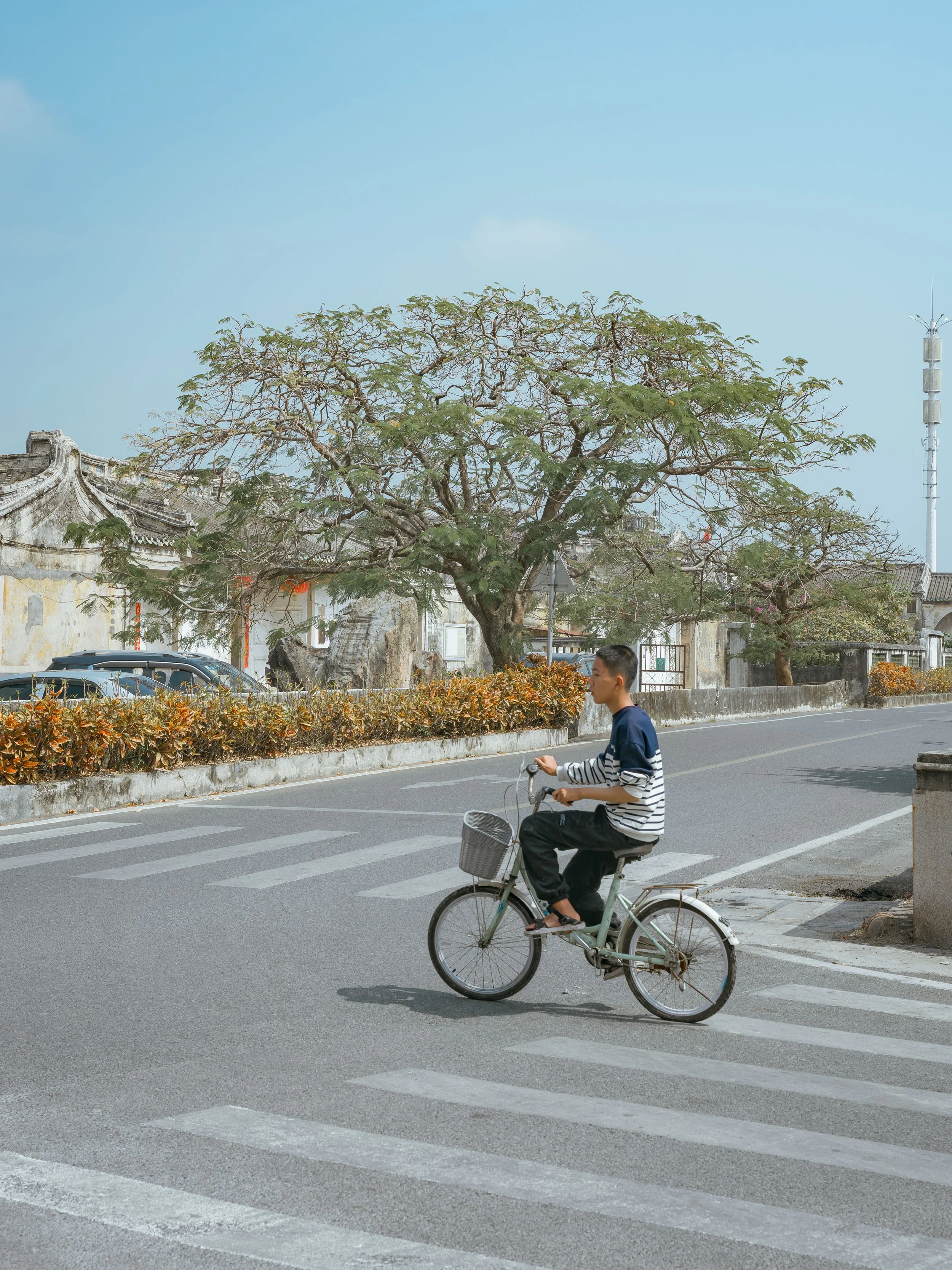 A boy rides a bicycle across a pedestrian crosswalk on a city street with trees and buildings in the background.