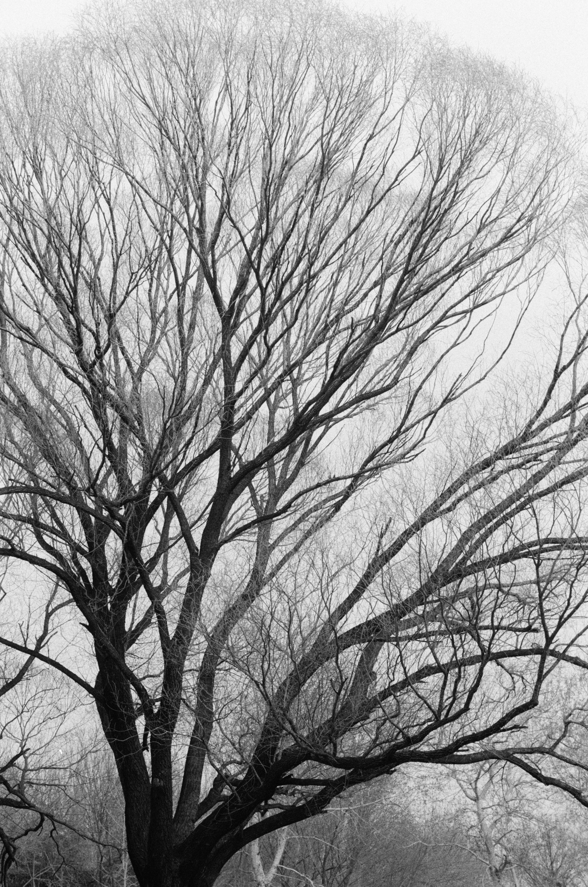 A large, leafless tree with numerous branches extending outward against a foggy sky.
