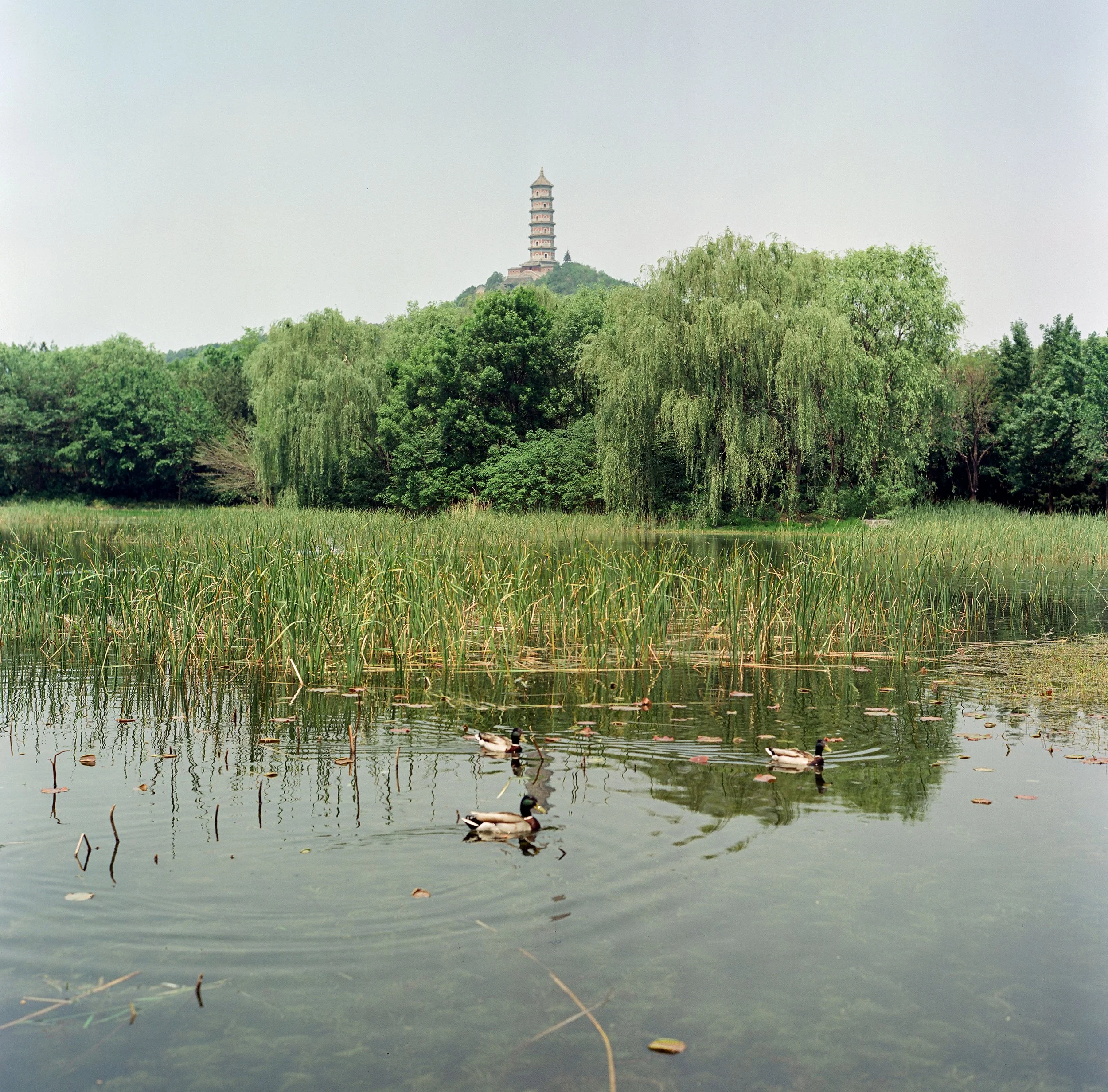 20250514 - 第172卷 - 5203 - 北坞公园、海淀公园、电通创意广场 - Rollei 2.8F-000057540011.jpg