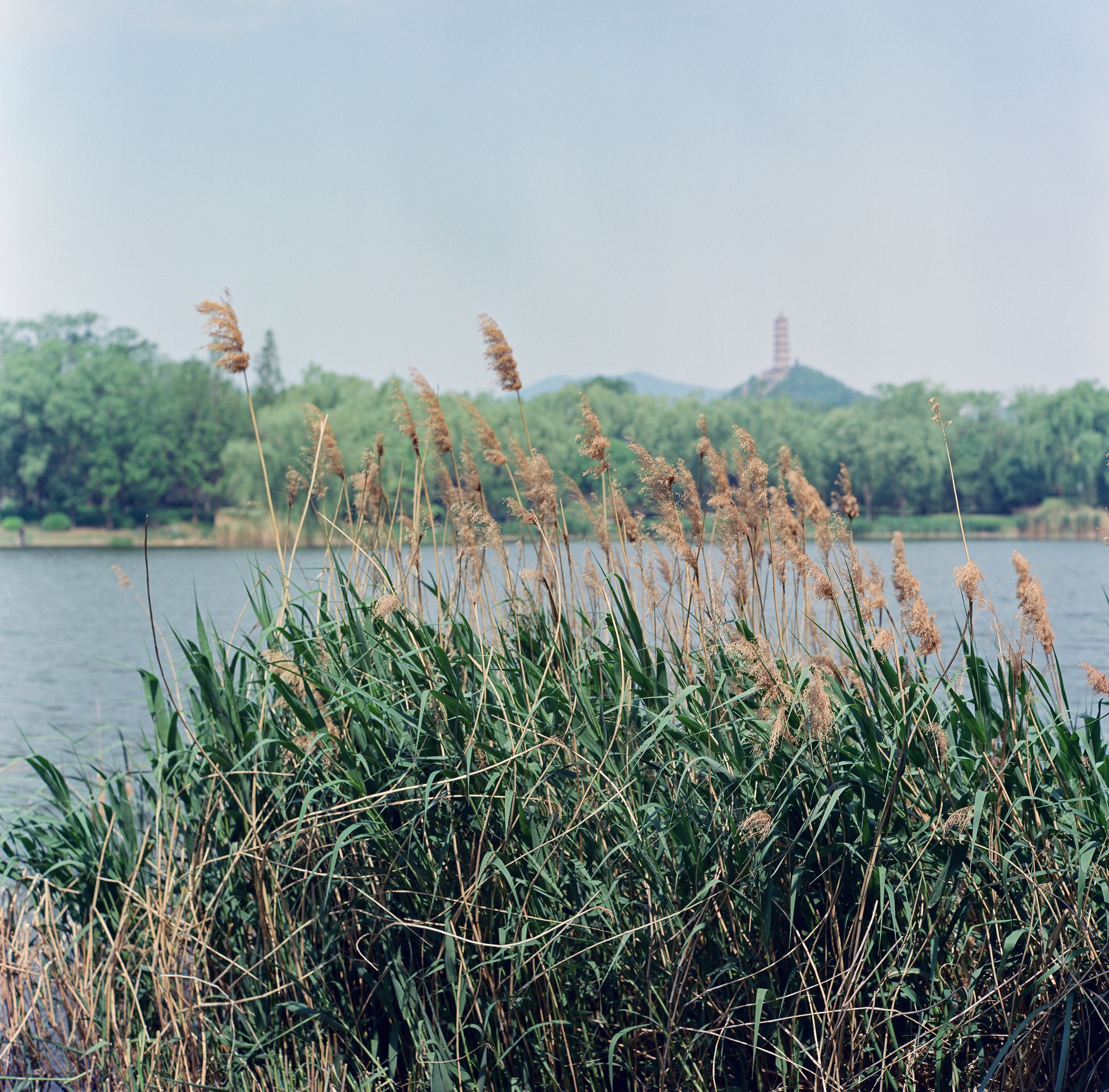 20250514 - 第171卷 - 5203 - 金福湿地+北坞公园 - Rollei 2.8F-000057530007.jpg