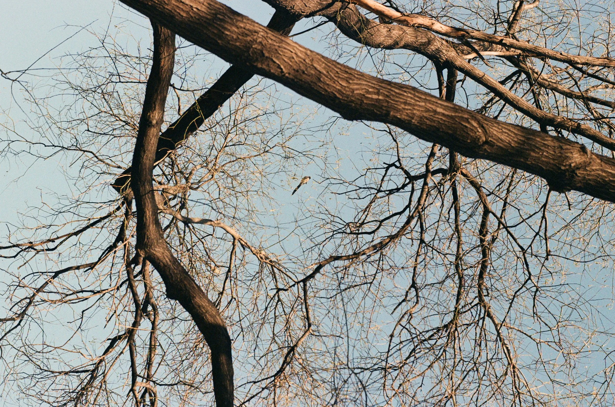 Tree branches with no leaves against a clear blue sky, a bird perched on a branch.