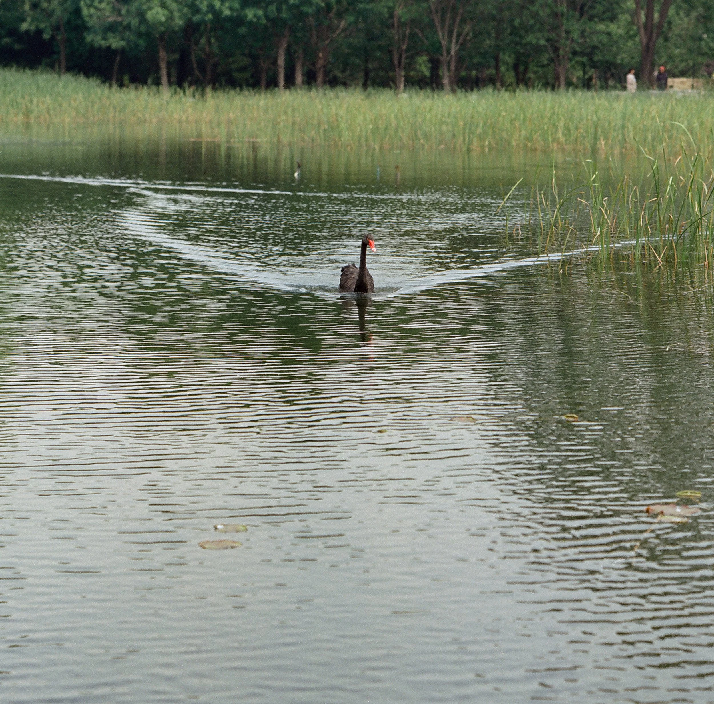 20250514 - 第171卷 - 5203 - 金福湿地+北坞公园 - Rollei 2.8F-000057530001.jpg