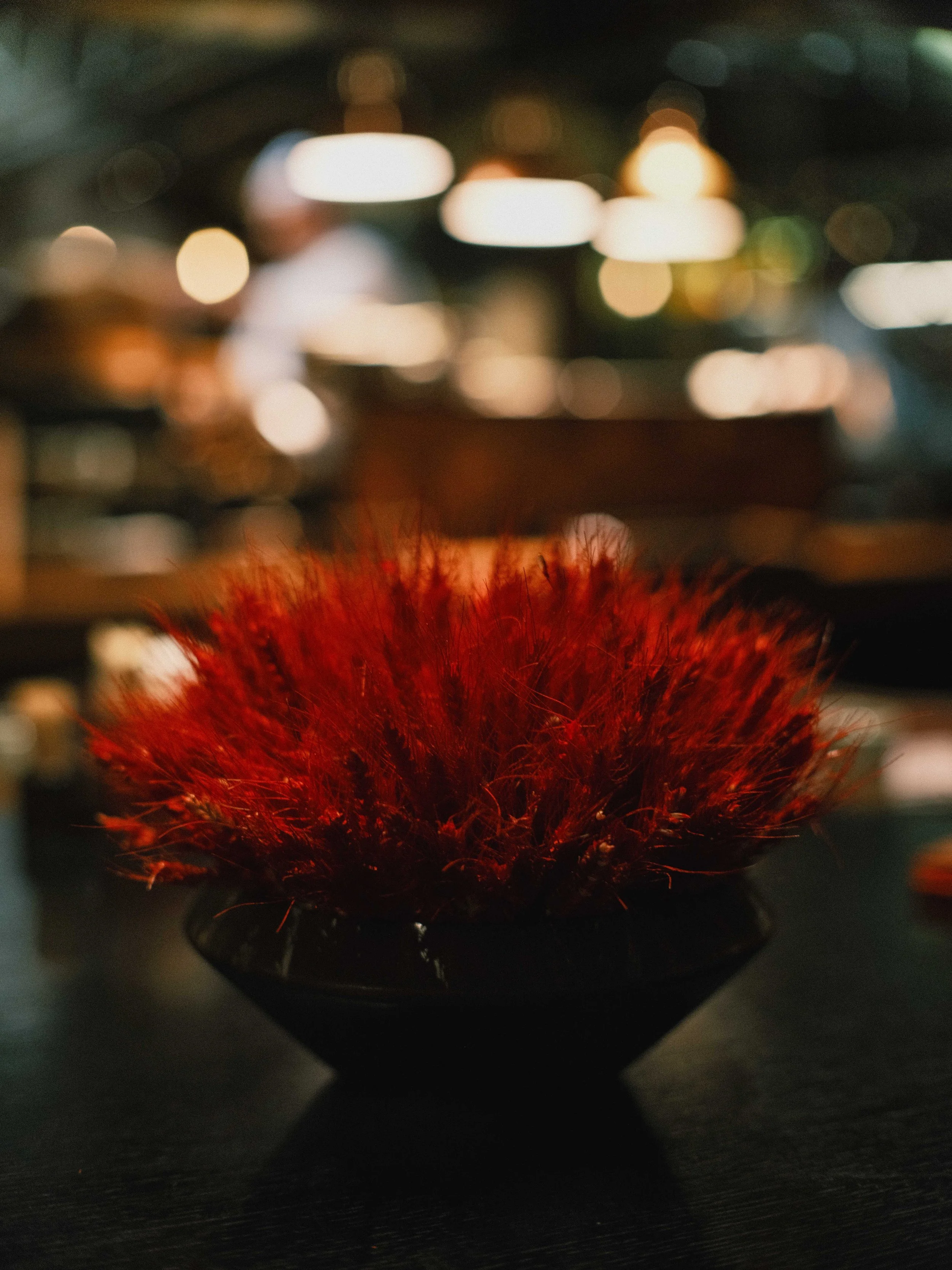 A close-up of a red fluffy plant in front of blurry background lights.