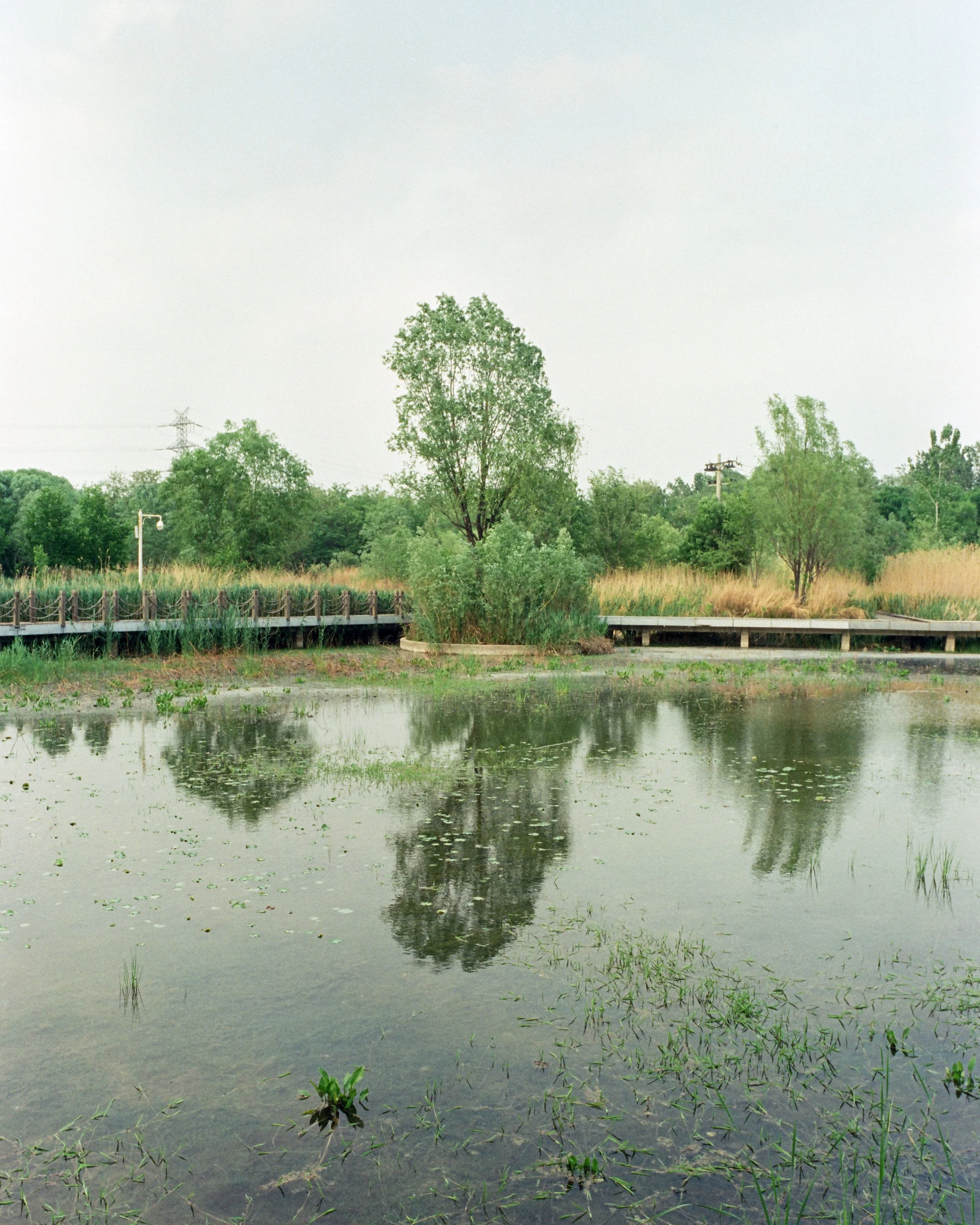 20250512 - 第165卷 - 5207 - 金福湿地公园和小鹿798 - Contax G2 + G28-000045690007.jpg