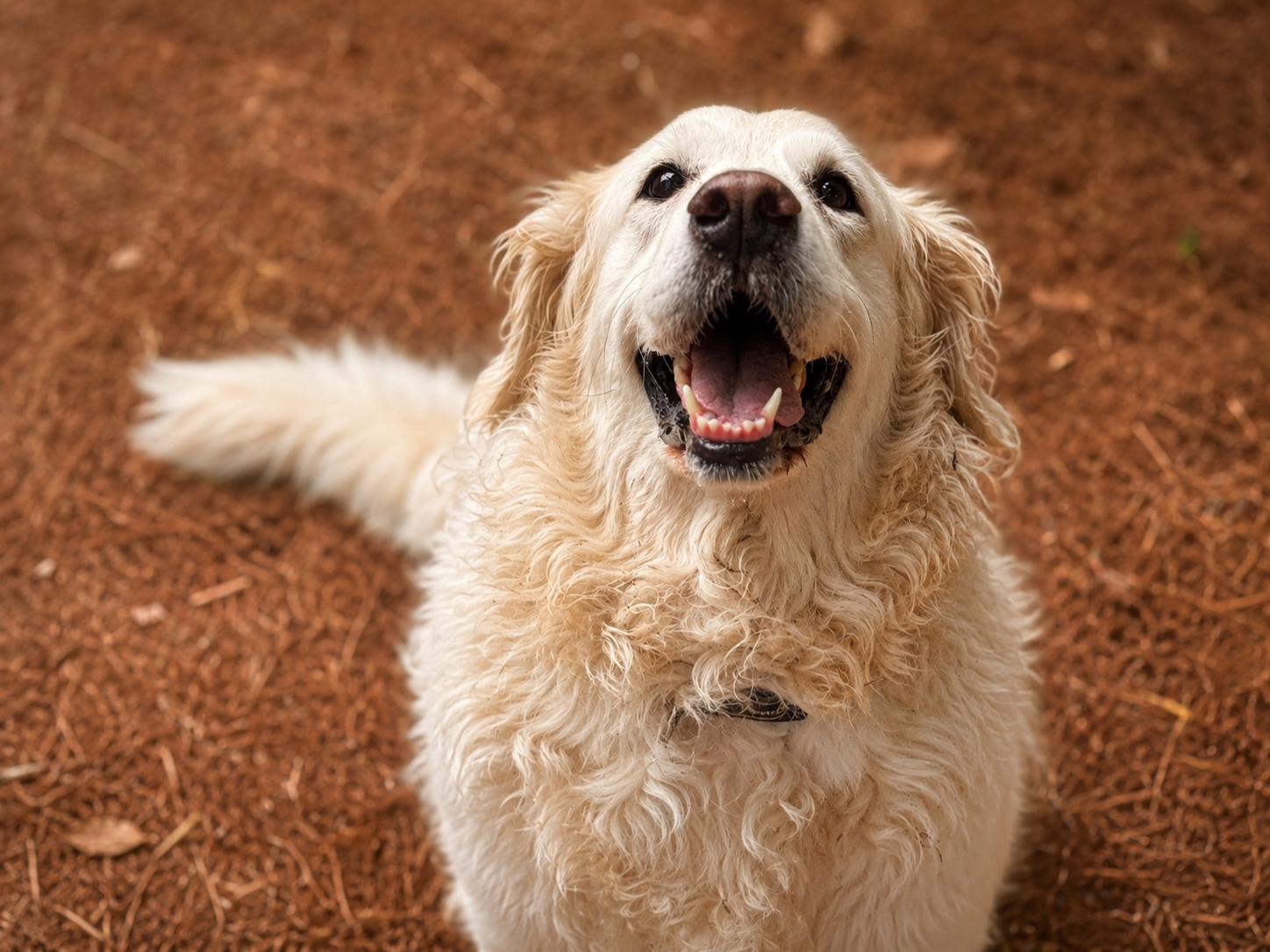 A happy, fluffy, cream-colored dog with curly fur, sitting on reddish-brown ground, looking up with an open mouth and tongue slightly out.