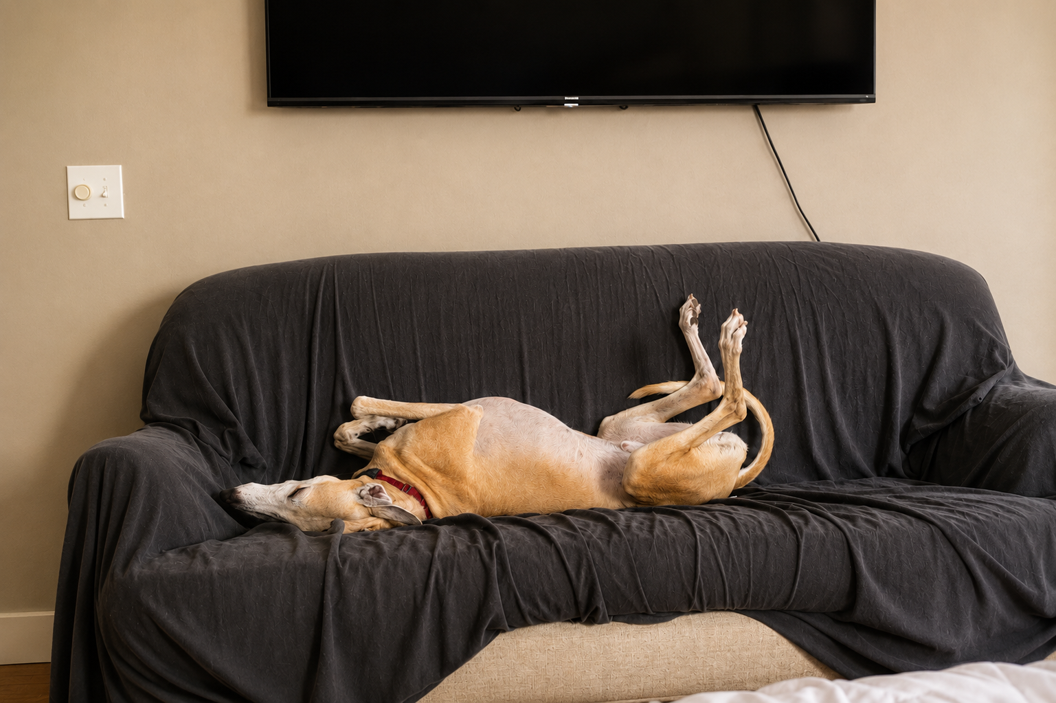 A greyhound dog lying on a black couch, sleeping with legs in the air in a relaxed position.