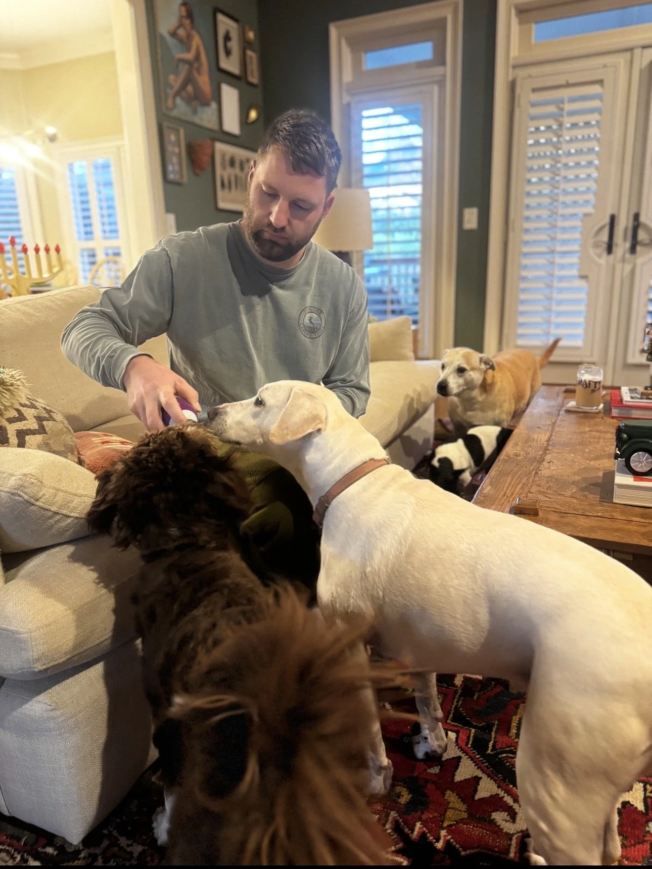 A man with a beard feeds several dogs in a cozy living room with a wooden table, framed pictures on the wall, and large windows with white shutters.