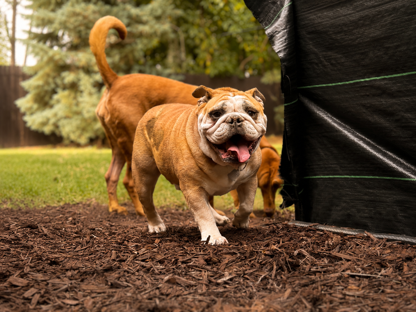 A smiling English Bulldog puppy with its tongue out, walking on wood chips, with a Boxer dog in the background, in a backyard with trees and grass.