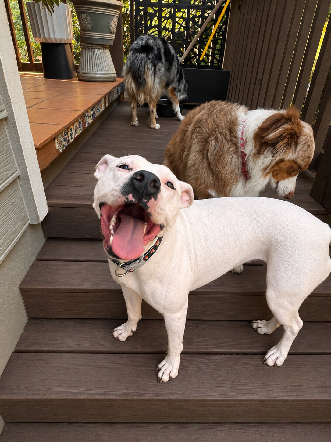A happy white dog with black spots on its nose, standing on a wooden staircase, looking at the camera with its mouth open as if smiling. Behind it, there are two other dogs: a brown and white dog wearing a pink collar, looking downwards, and a black, gray, and white dog with its back turned, standing on a deck with potted plants and lattice in the background.