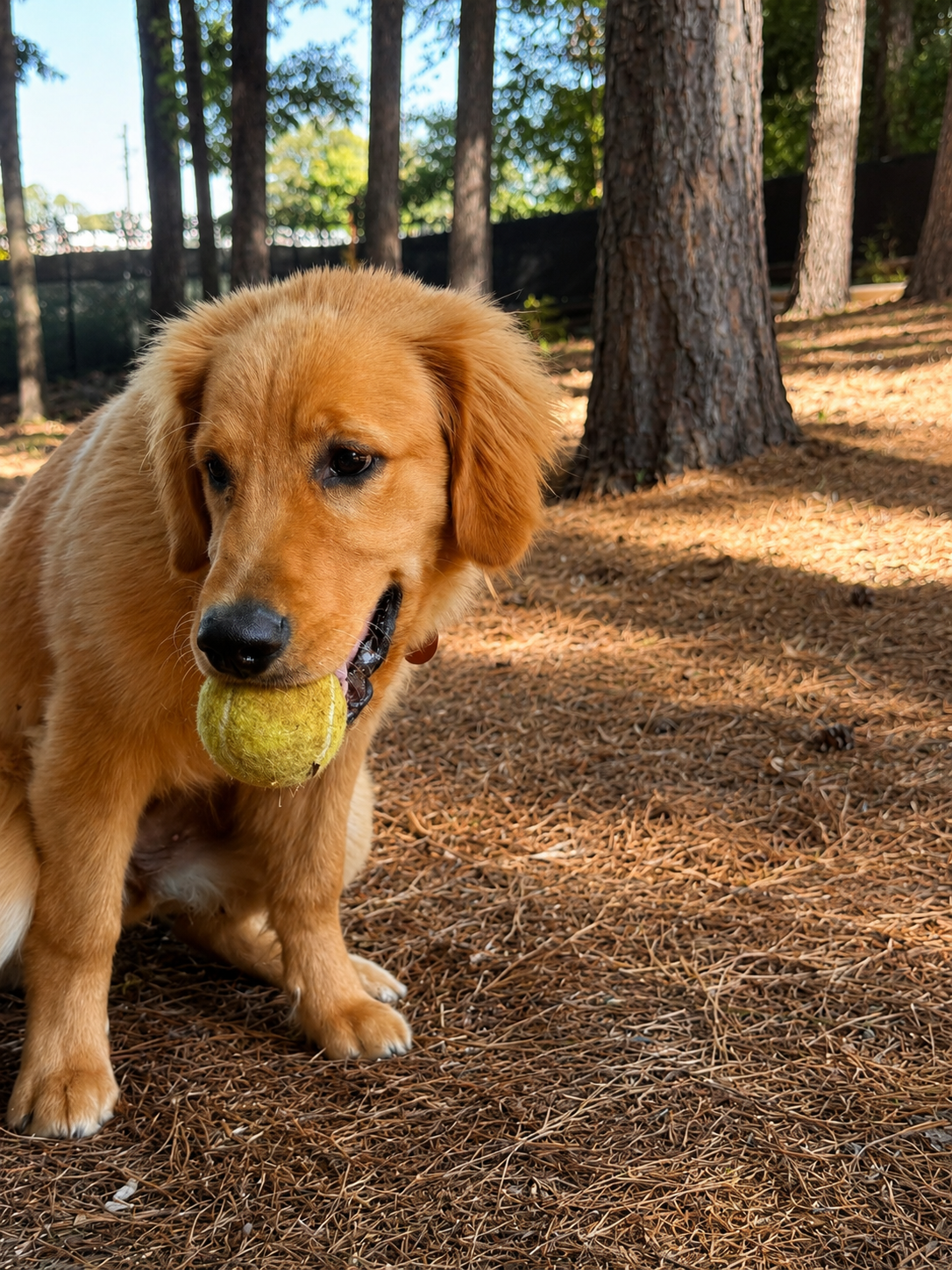 Golden retriever puppy holding a yellow tennis ball in its mouth in a wooded park area with tall trees and pine needles on the ground.