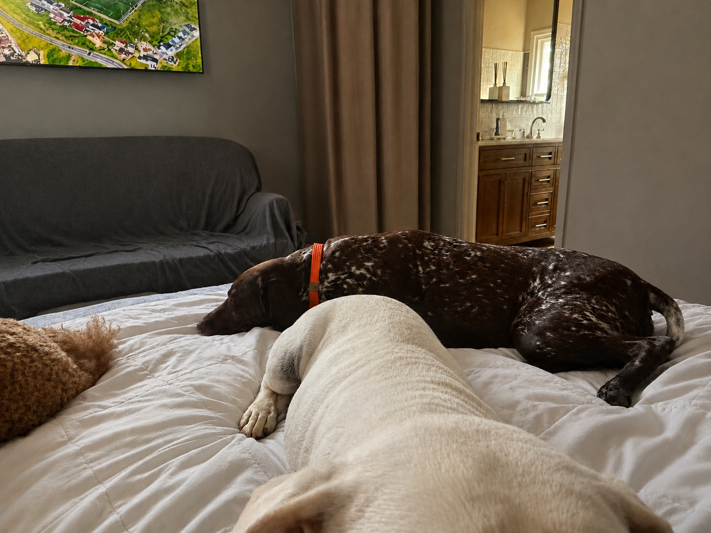 Multiple dogs resting on a bed in a bedroom, with a wall-mounted TV and an open door leading to a bathroom with a wooden vanity and mirror.