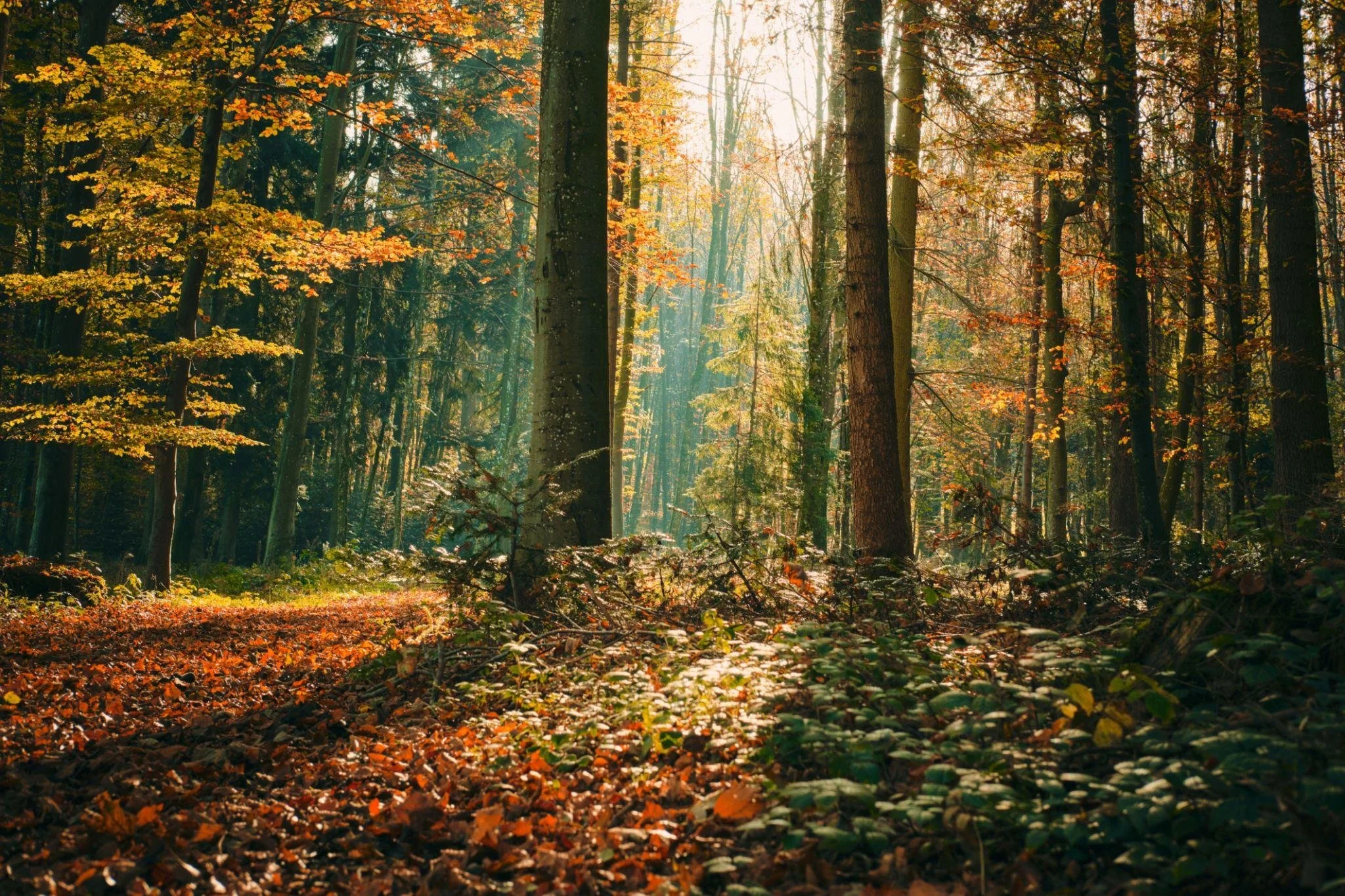 Quiet forest with sunlight representing reflection, growth, and wellbeing.