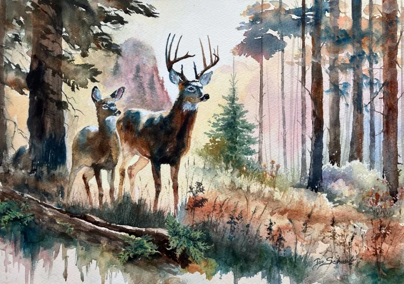 Whitetail on Guard gallery L sld.jpg