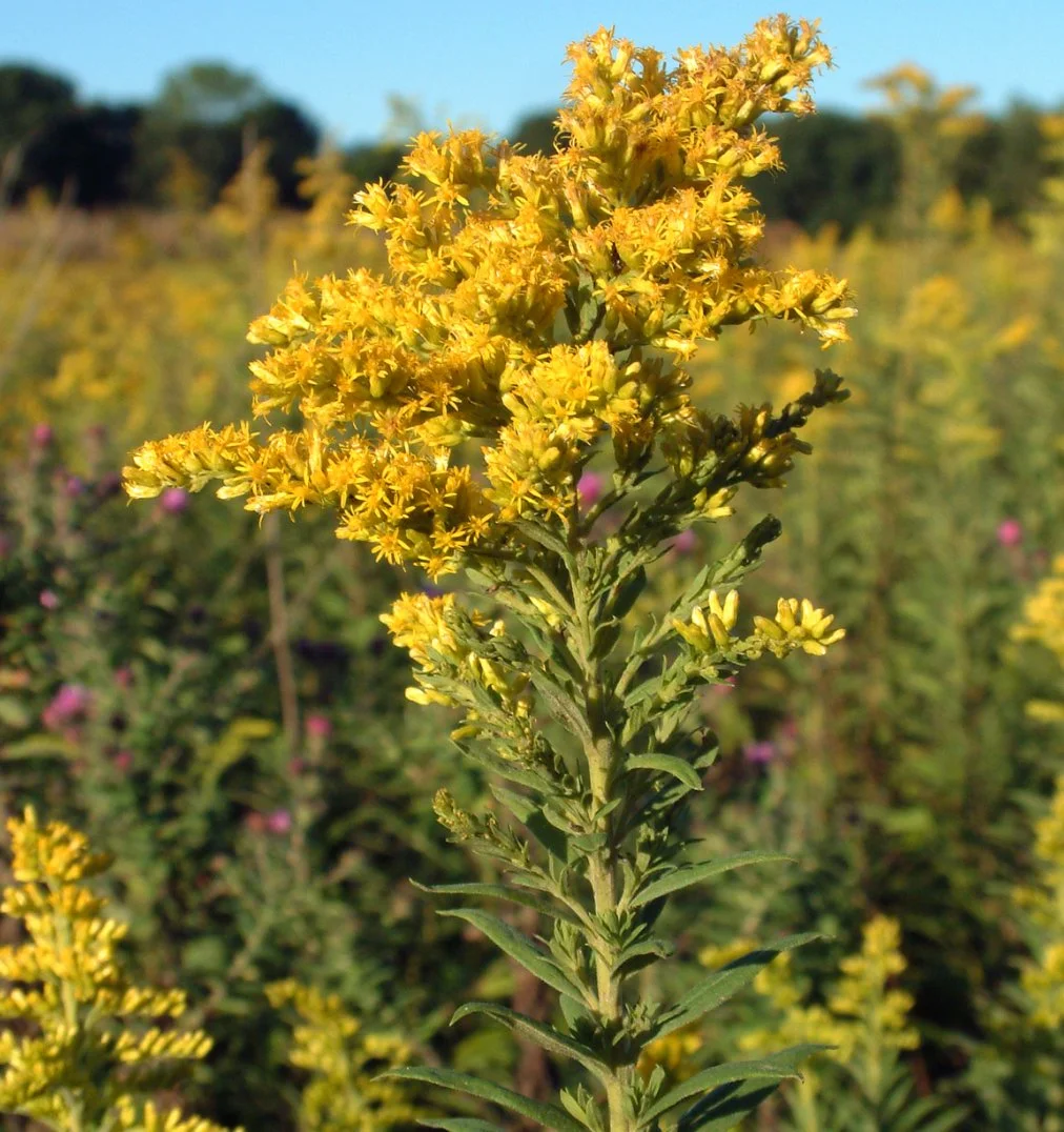 A tall yellow goldenrod in a field of similar plants and some pink flowers in the background, under a clear blue sky.