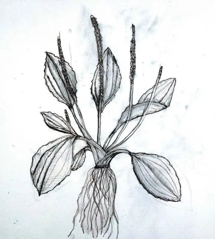 Plantago Major •        Broadleaf Plantain