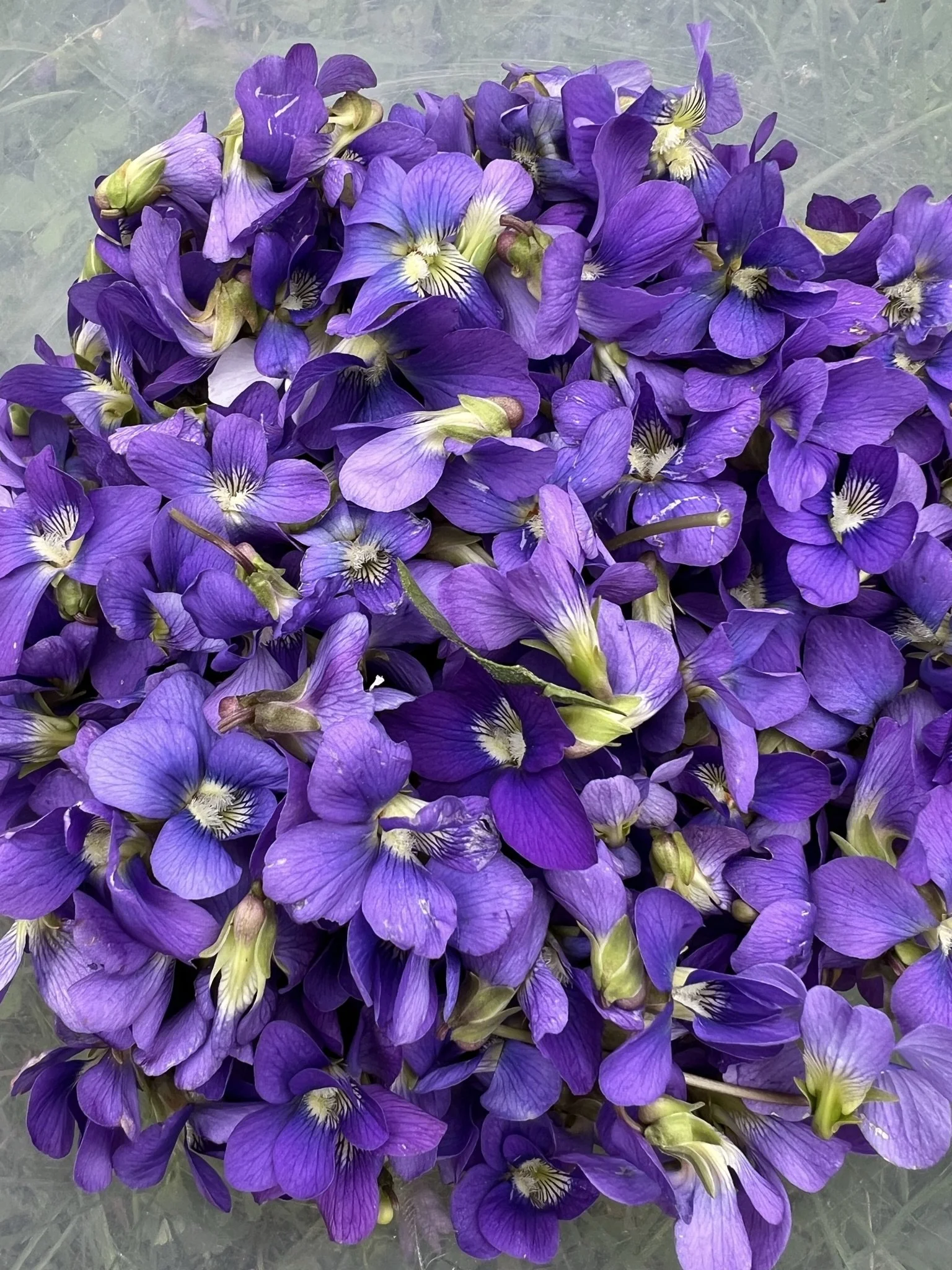 A bunch of purple irises with yellow and white centers on a gray textured surface.