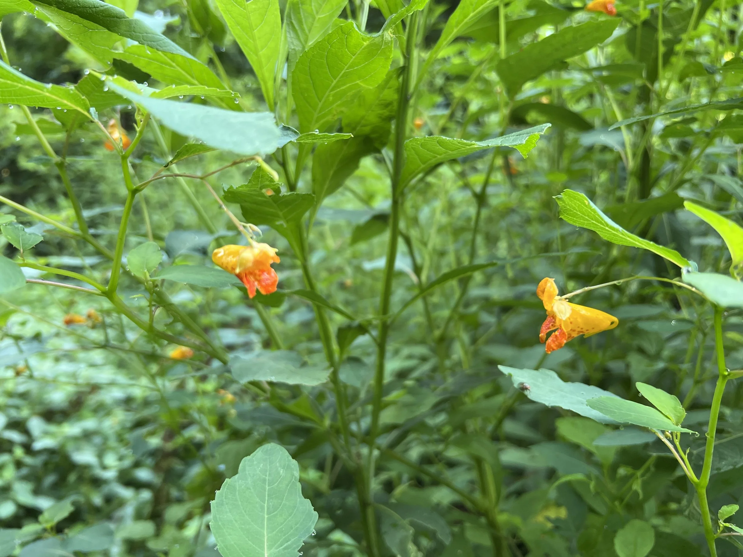 Close-up of green leafy plants with orange flowers and water droplets.
