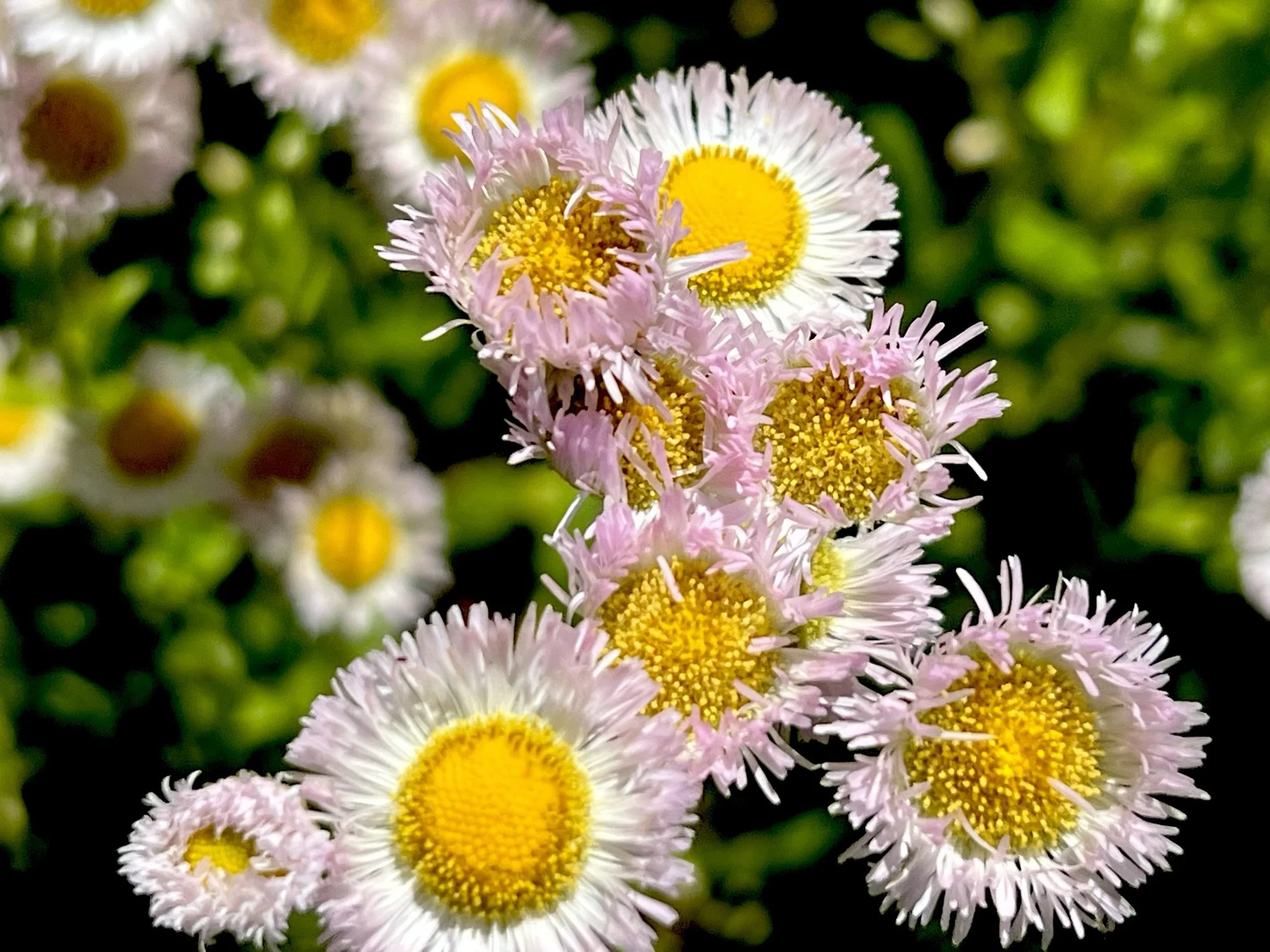 Close-up of pink and white daisy-like flowers with yellow centers, blurred green background.