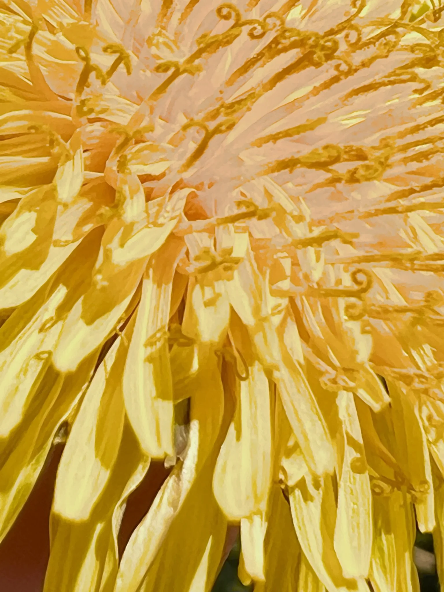 Close-up of a sunflower with bright yellow petals and a dark center.