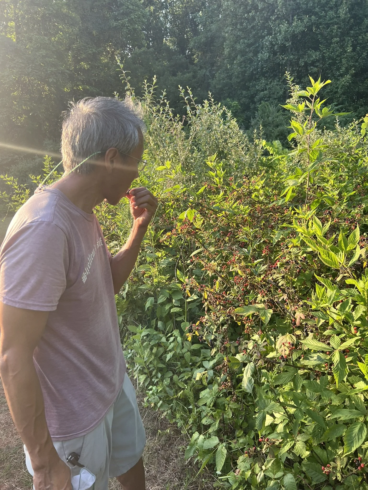 A person with gray hair wearing glasses, a pink T-shirt, and light-colored shorts stands outdoors among lush green plants and trees, holding a face mask in their left hand while inspecting a blackberry bush with ripe blackberries under bright sunlight.