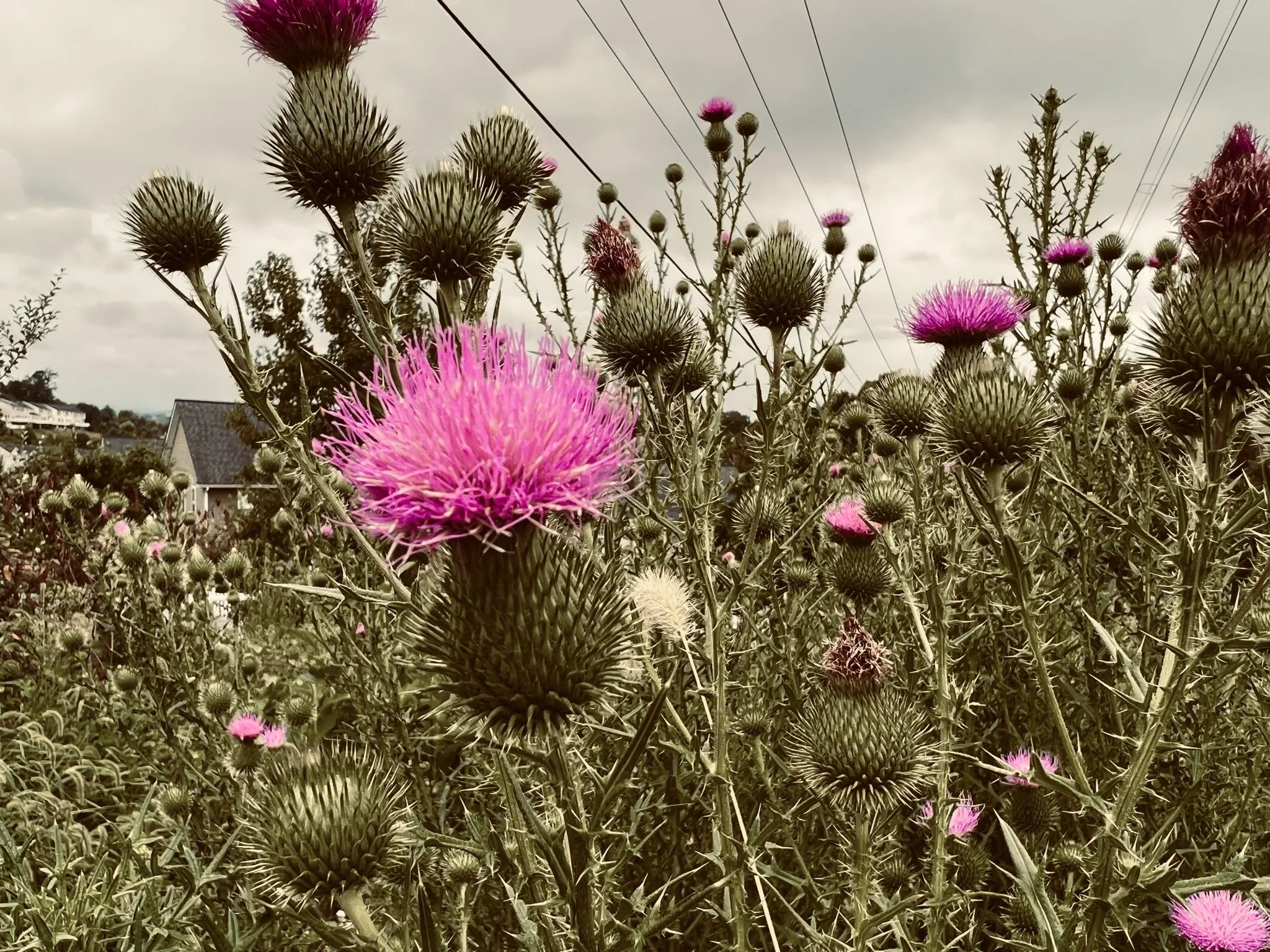 Close-up of a field of thistle plants with pink flowers and spiky green buds, under a cloudy sky, with power lines and trees in the background.
