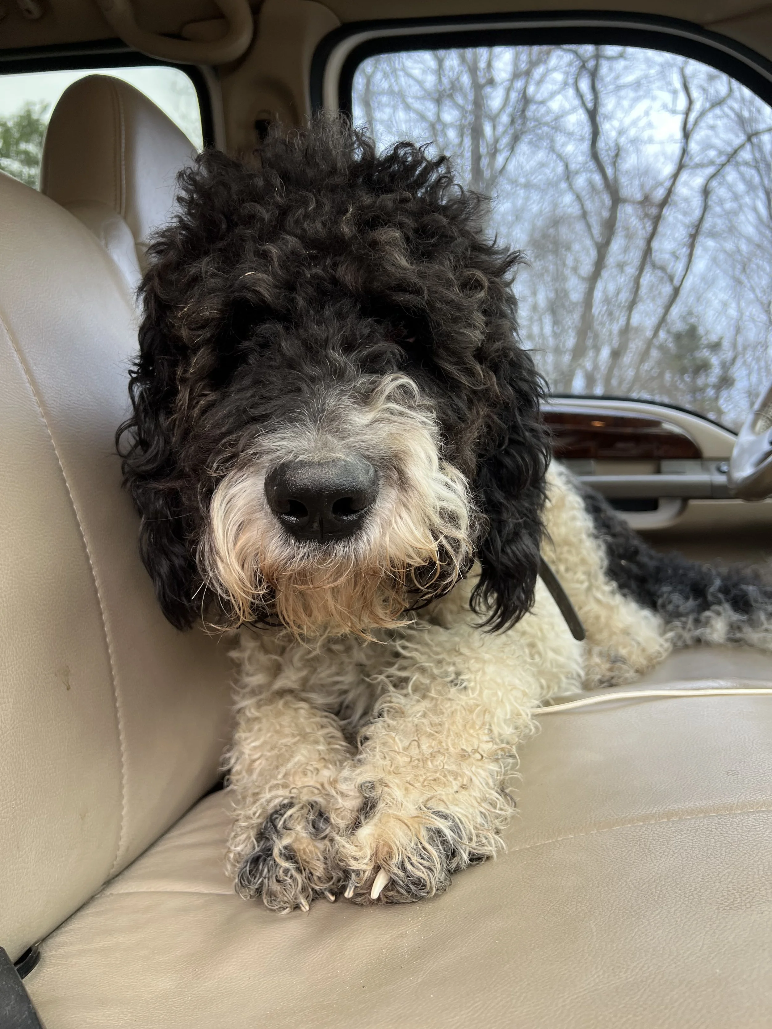 A black and white curly-coated dog laying on a beige car seat inside a vehicle, with trees and a cloudy sky visible through the windows in the background.