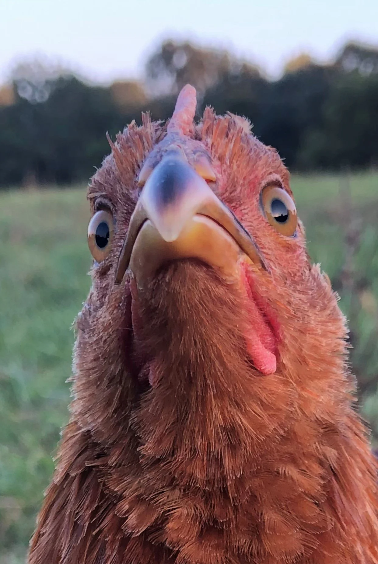 Who Wants Chicken Nuggets with Legs?