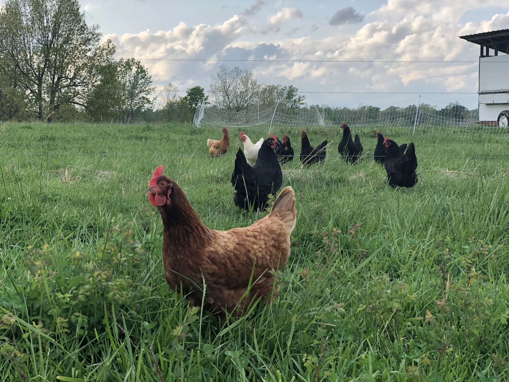 A chicken with reddish-brown feathers standing in a grassy field with black chickens and other chickens in the background. There is a wire fence, trees, a house, and a cloudy sky.