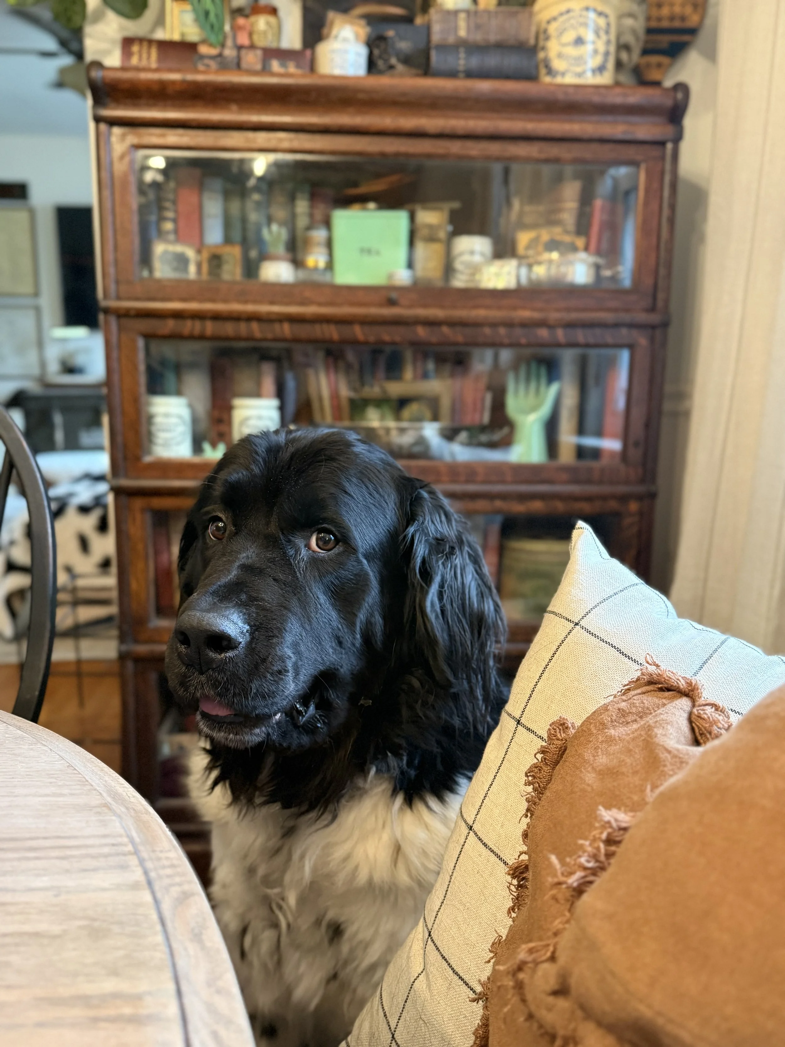 A black and white dog with long ears sitting indoors near a table, with a wooden cabinet filled with books and decorative items in the background.