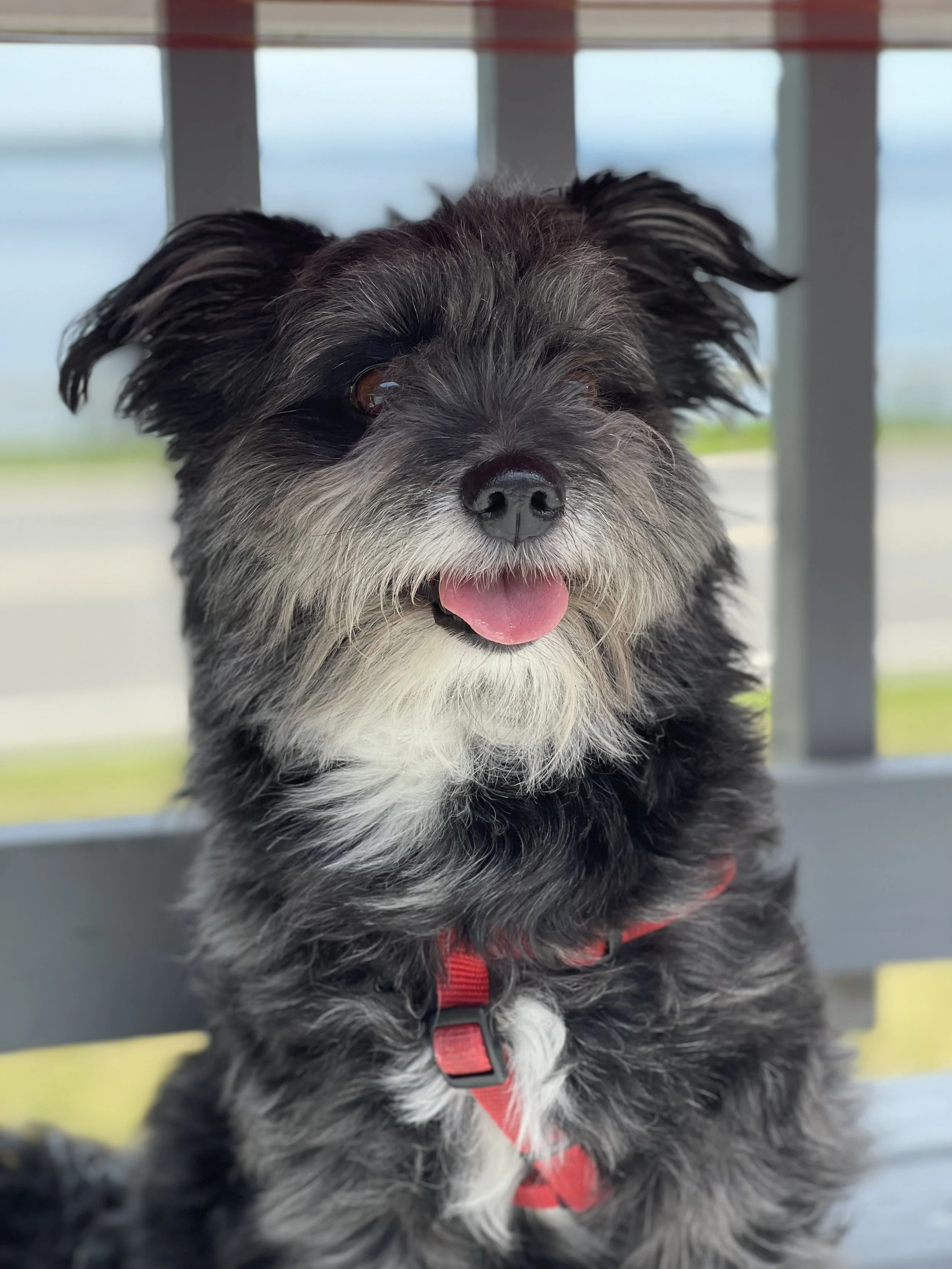 Close-up of a small, fluffy black and white dog with its tongue out, wearing a red harness, sitting outdoors near a metal bench with a blurred background of sky and greenery.