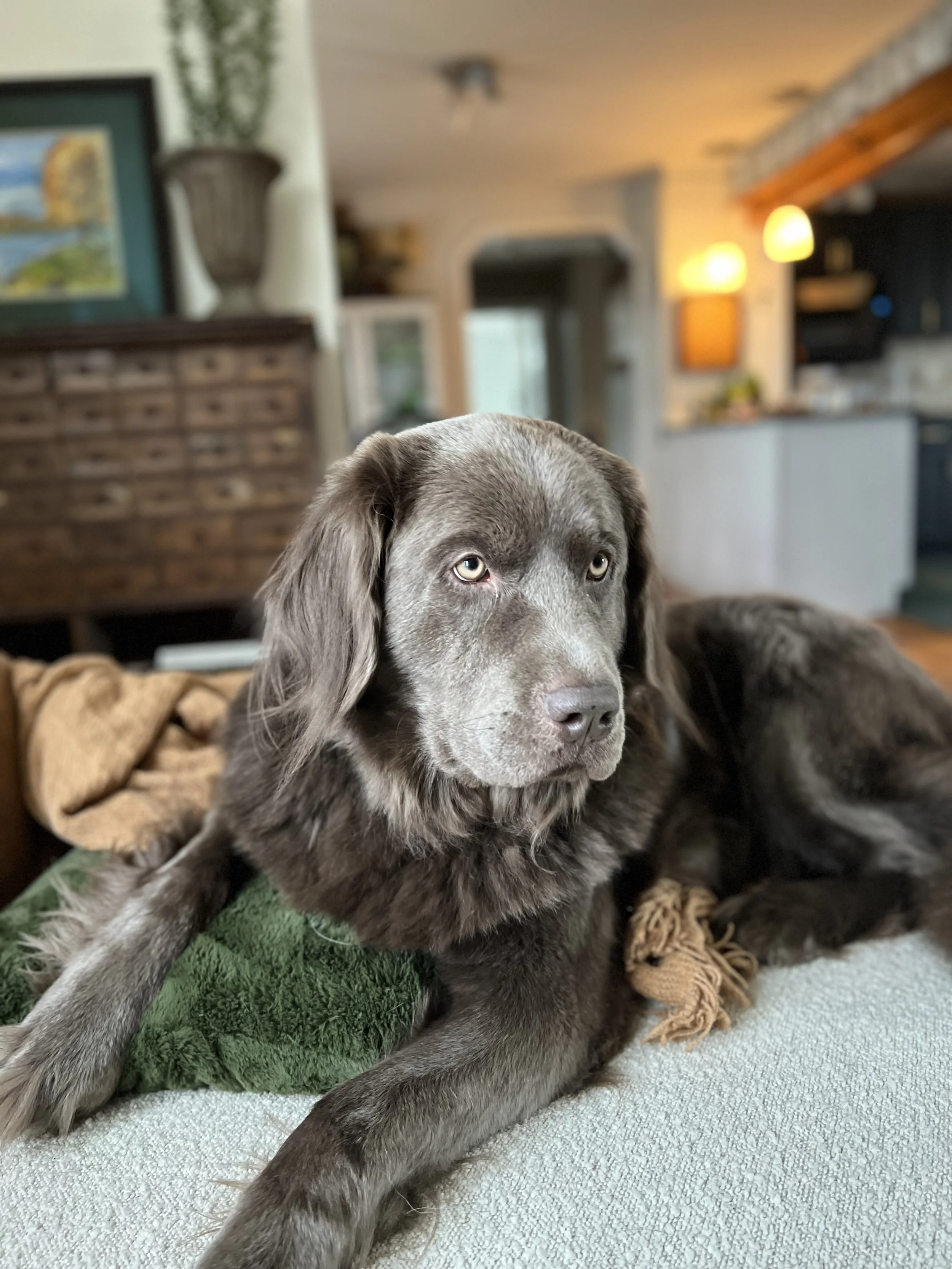 A gray puppy lying on a textured surface with a green blanket underneath in a cozy home interior.