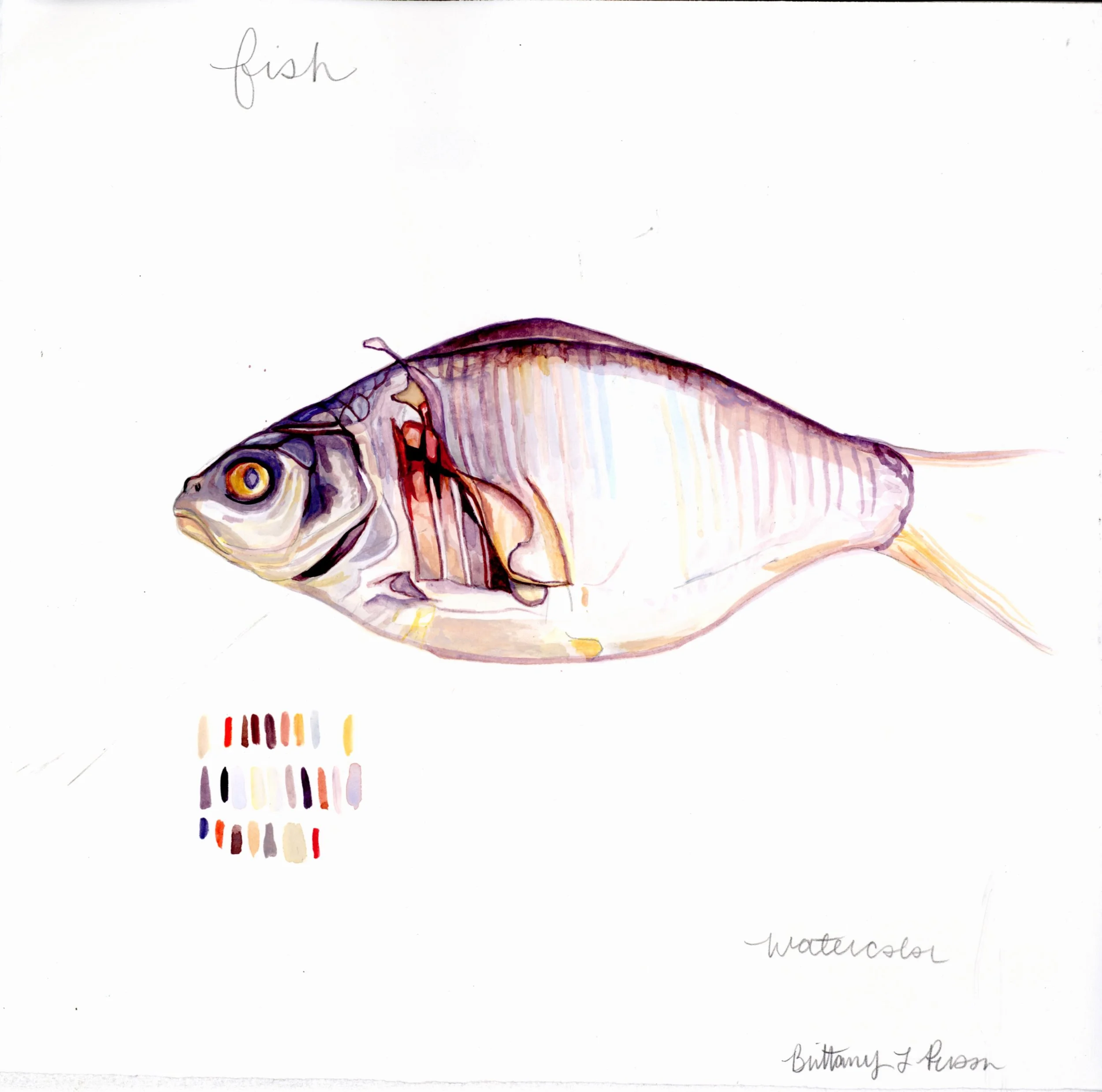 1fish_BP001.jpeg