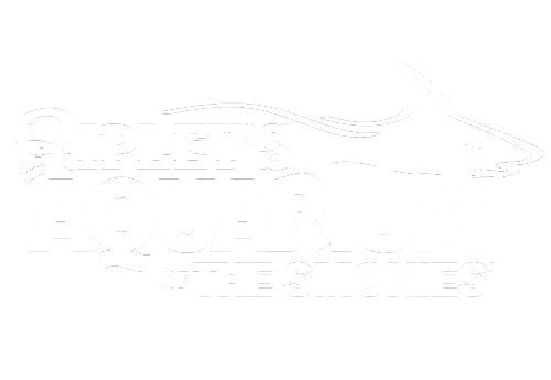 ripley's aquarium, rack cards, Gatlinburg promotions, smoky mountain advertising, print advertising Gatlinburg