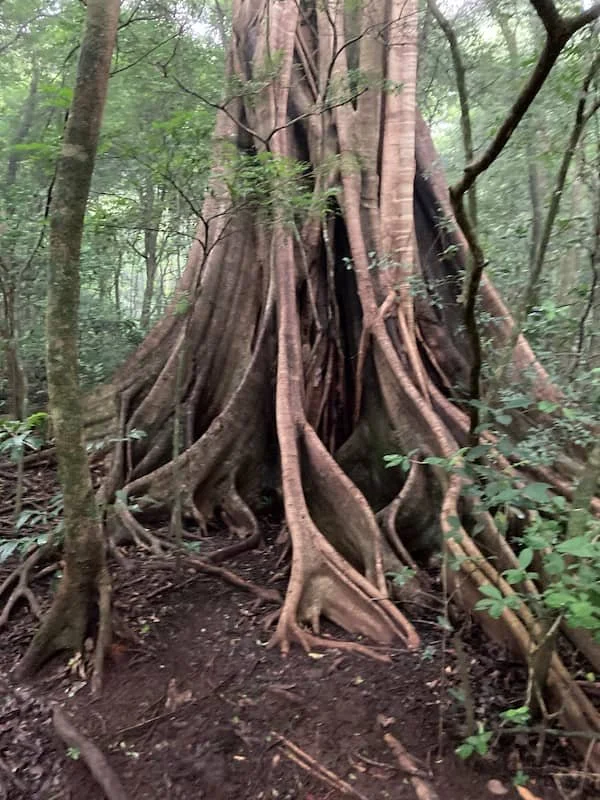 Tree roots that are exposed