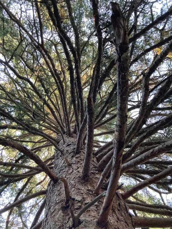 Tree branches up close on a pine tree