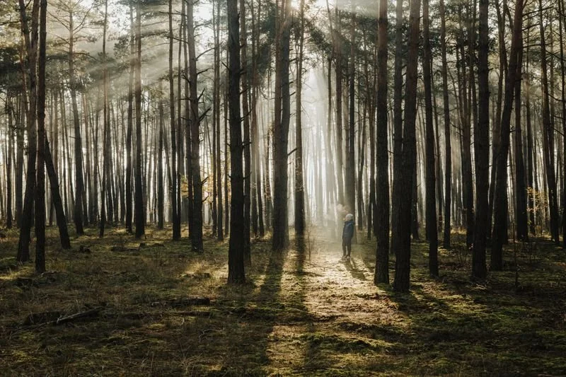 A forest with sunlight through the branches