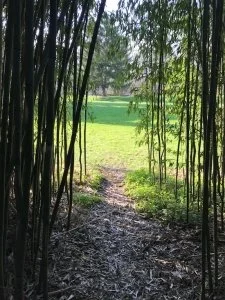 A wooded path leading to a field
