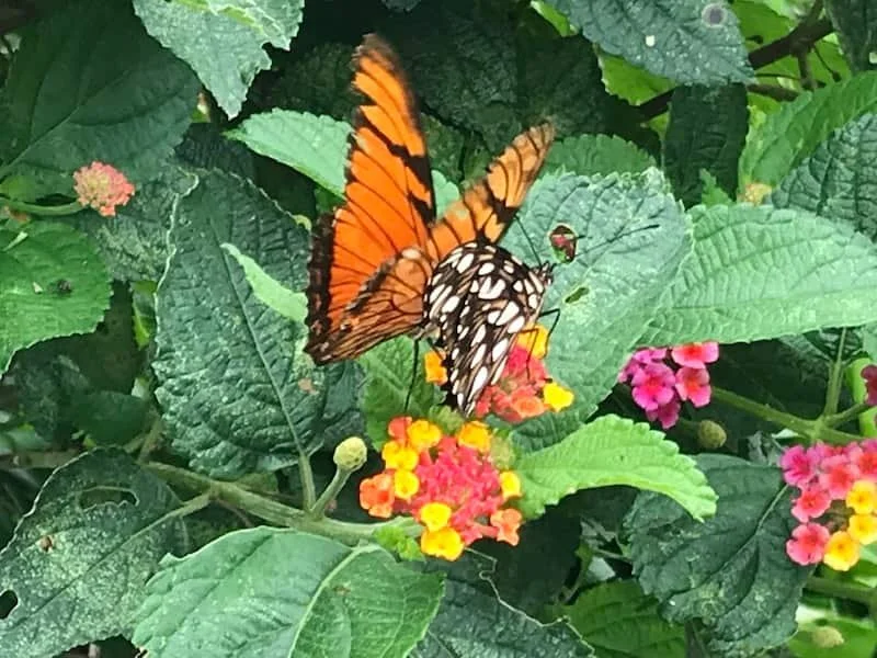 Two Butterflies on a leaf