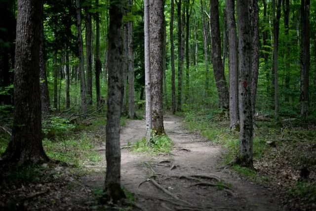 A path that goes around a tree in the forest