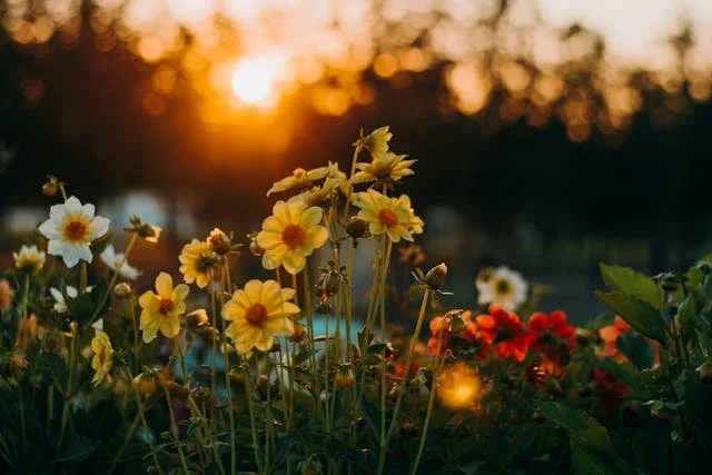 yellow flowers with sunshine behind them