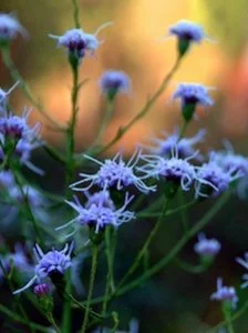 some blue flowers close up