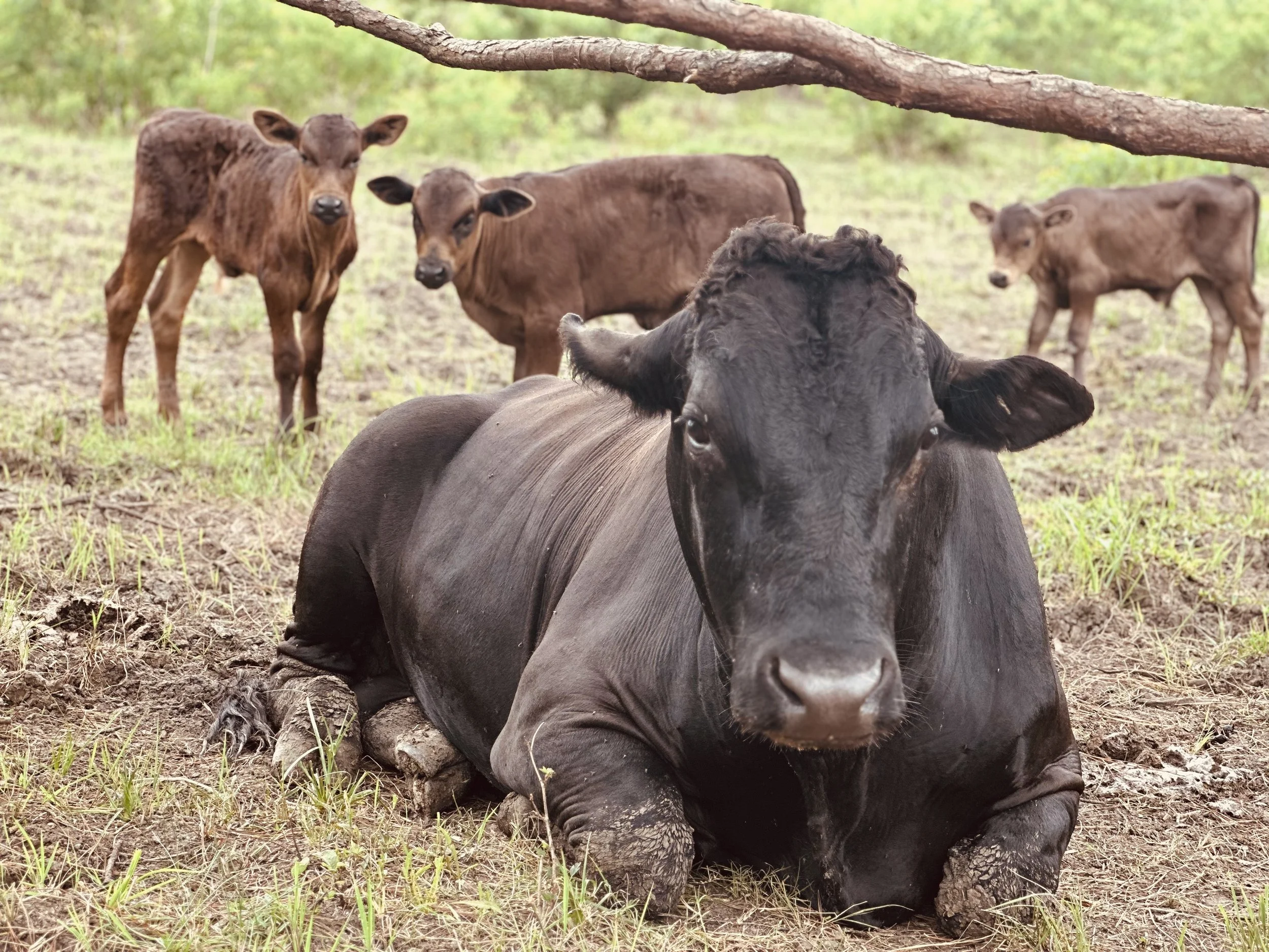 A group of young calves, including a black calf lying down in the foreground and several brown calves standing behind it, under a tree in a grassy, wooded area.