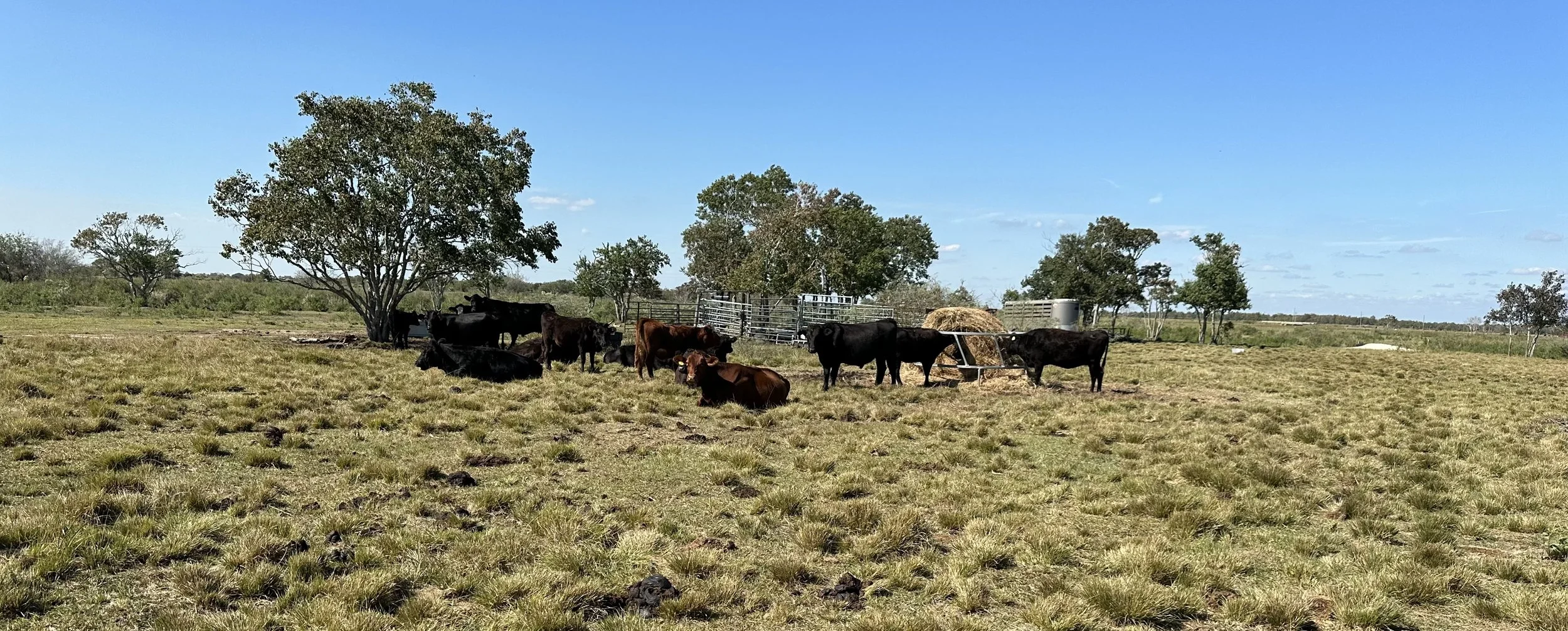 Cattle grazing in a grassy field with a tree, some fencing, and hay in the background under a blue sky.