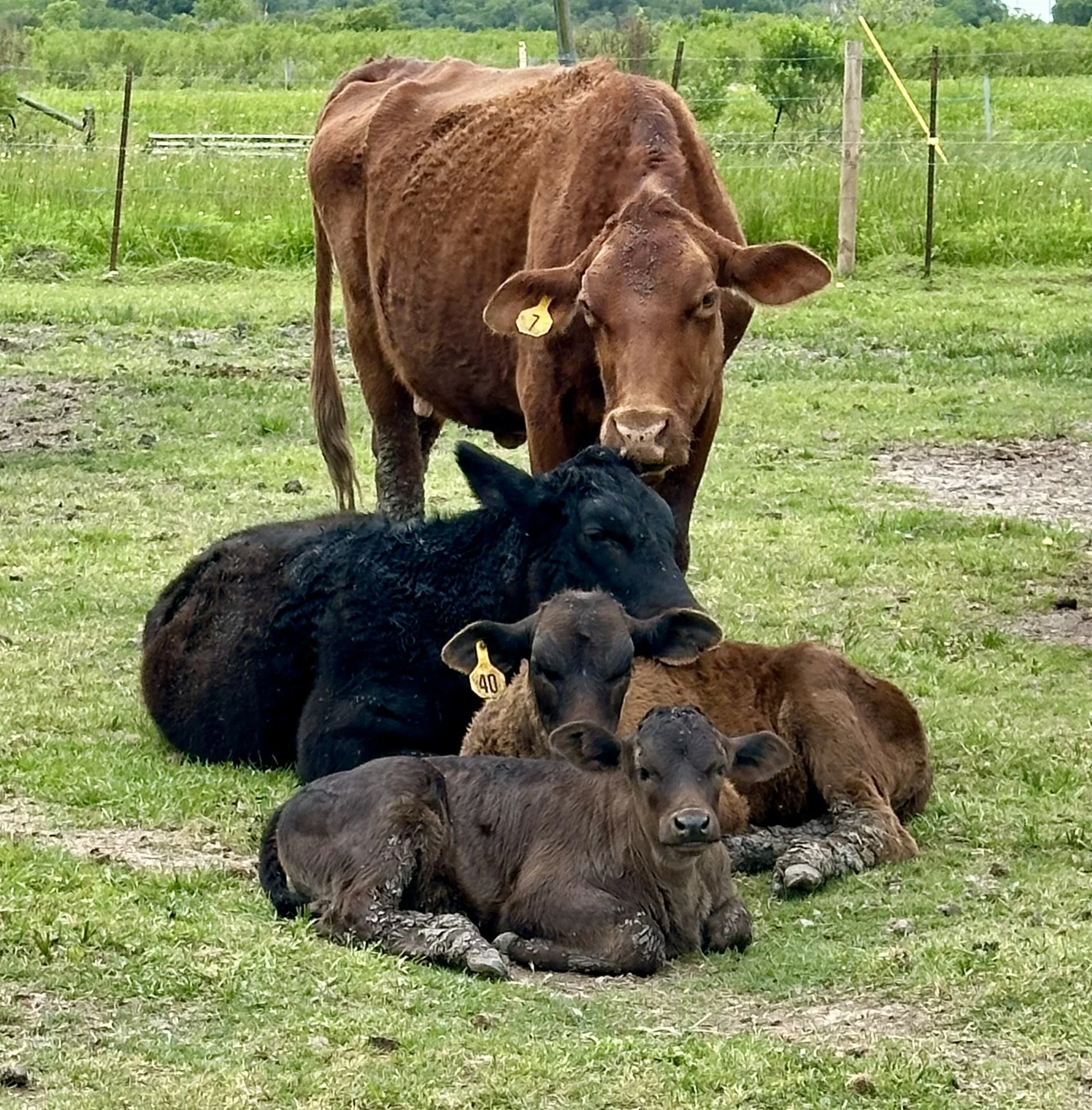 A group of cows resting on grass in a green pasture.