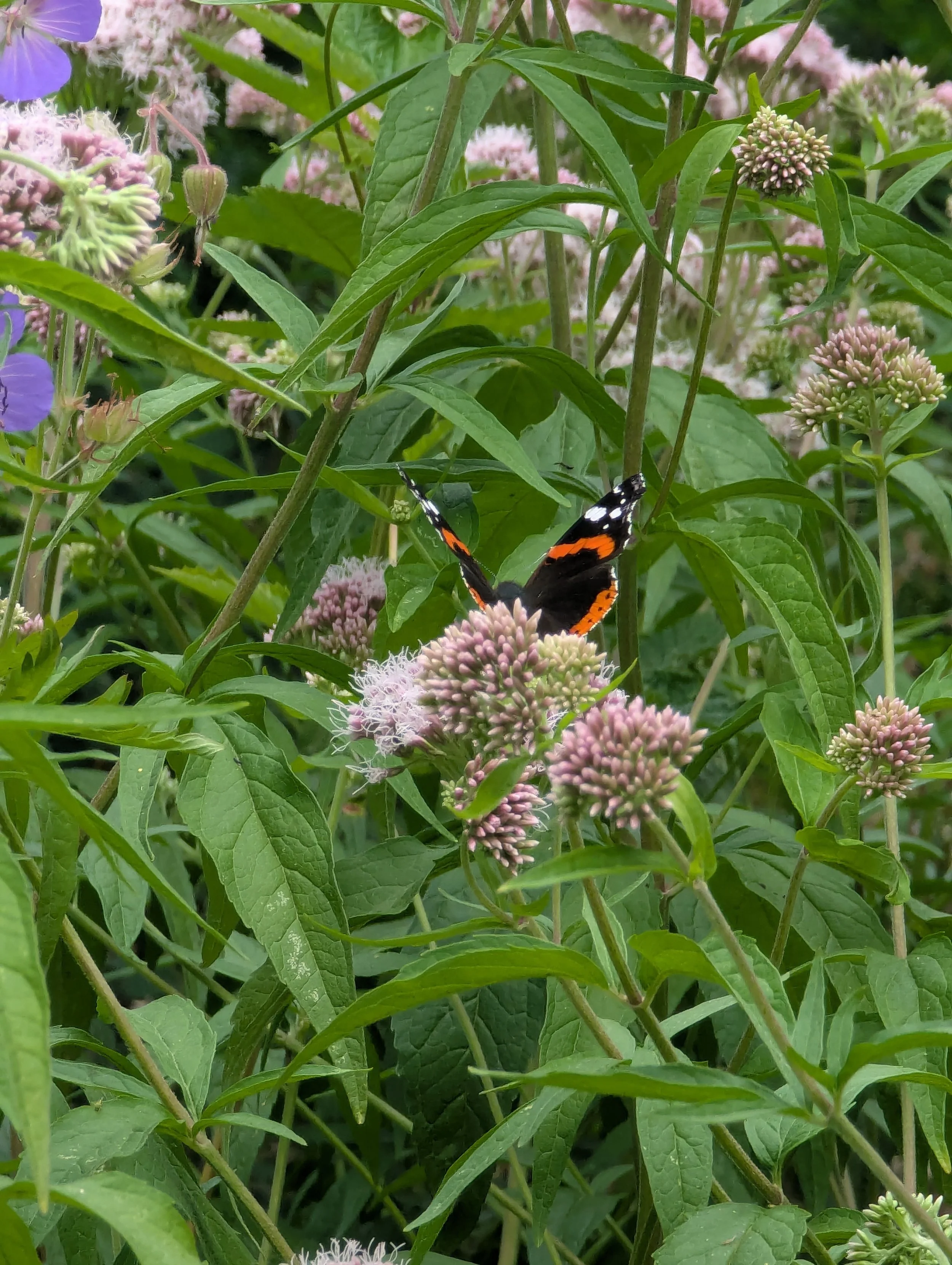 PXL_20260719_121402897.jpg
