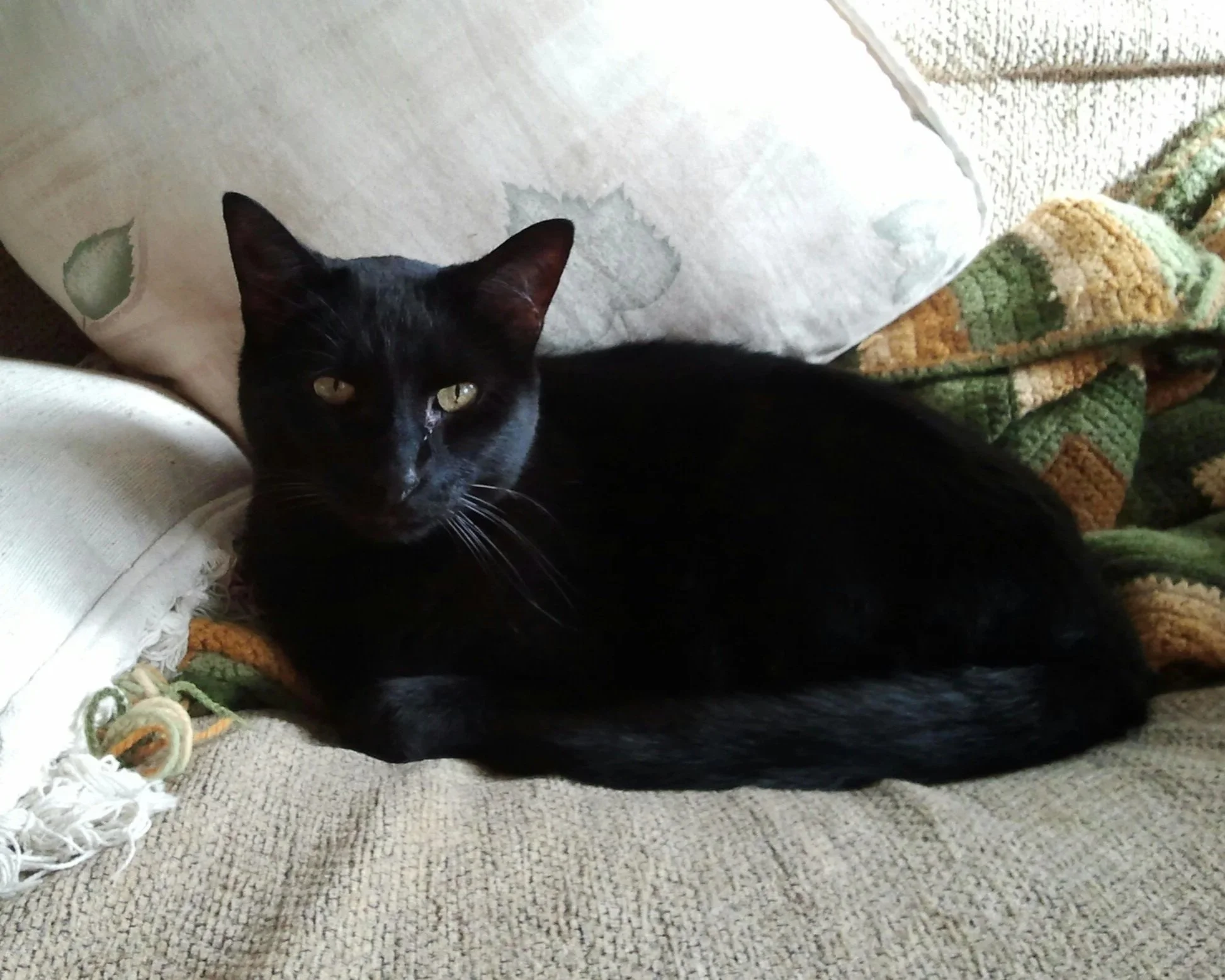 Black cat lying on a beige carpet next to a multicolored rug, with part of a white pillow or cushion visible in the background.