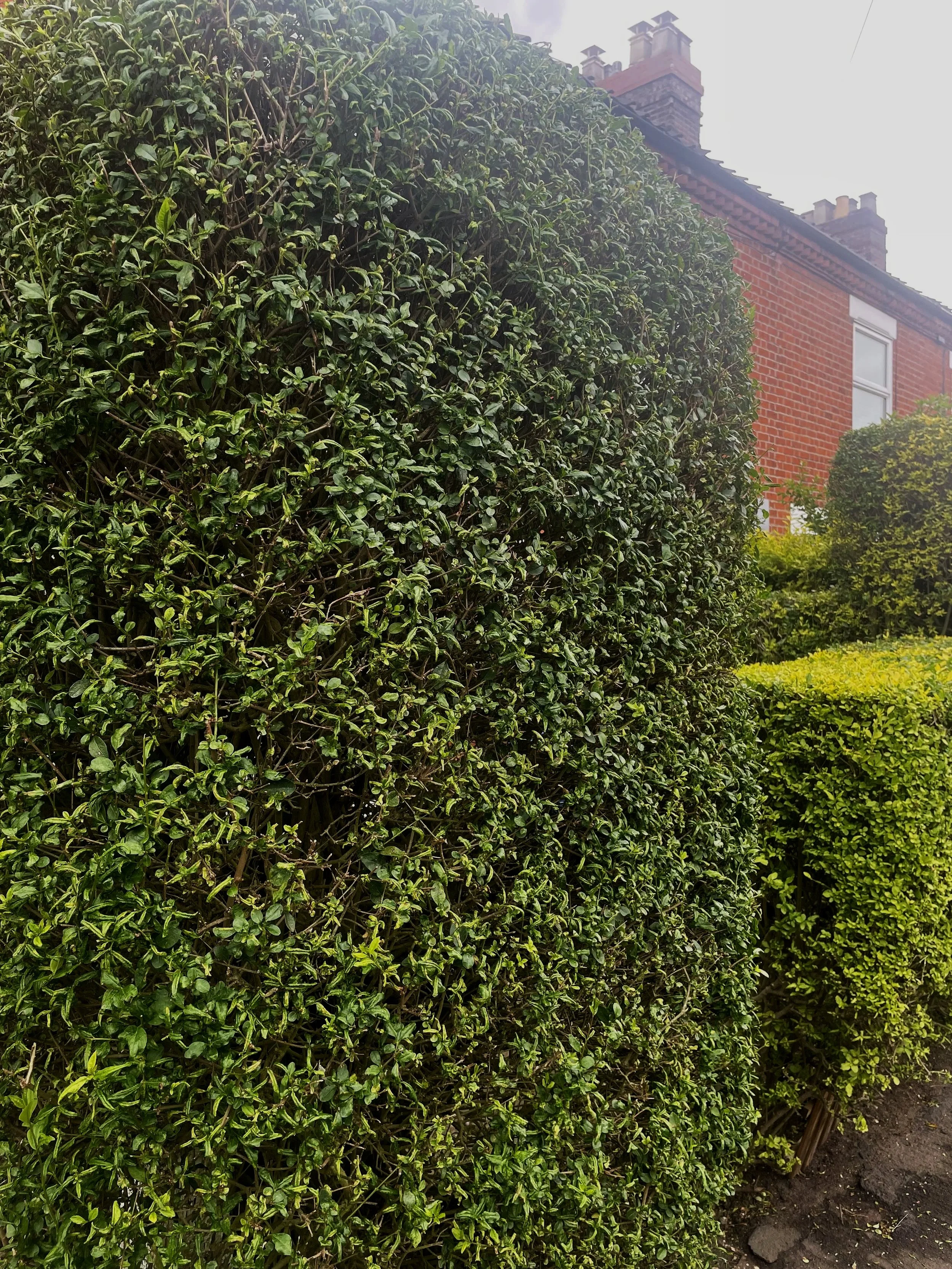 Hedge Close Up